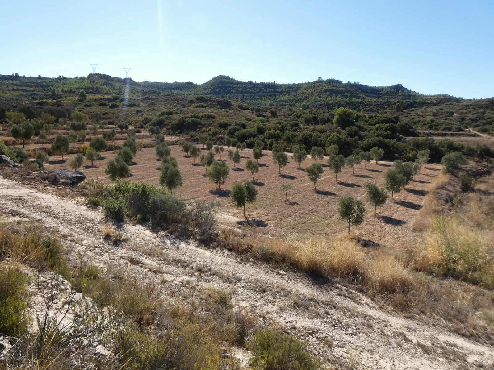 Finca/Casa Rural en Maella en venta - 16.500 € (Ref: 10091456)