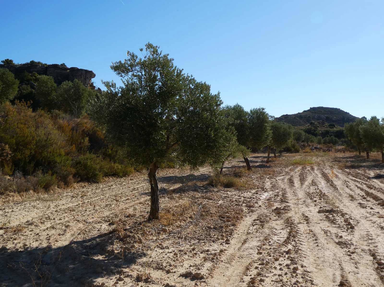 Finca/Casa Rural en Maella en venta - 16.500 € (Ref: 10091456)