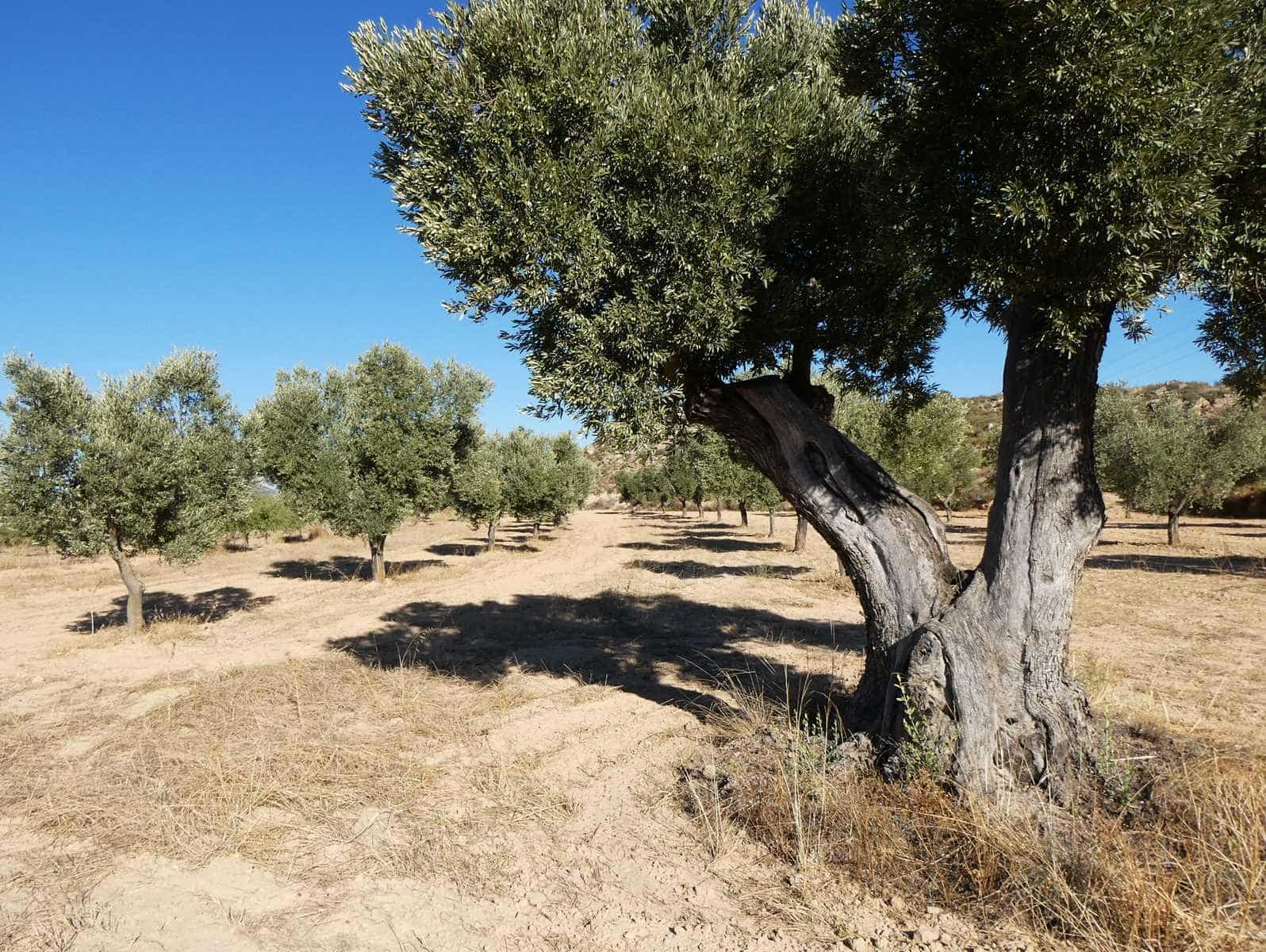 Finca/Casa Rural en Maella en venta - 16.500 € (Ref: 10091456)
