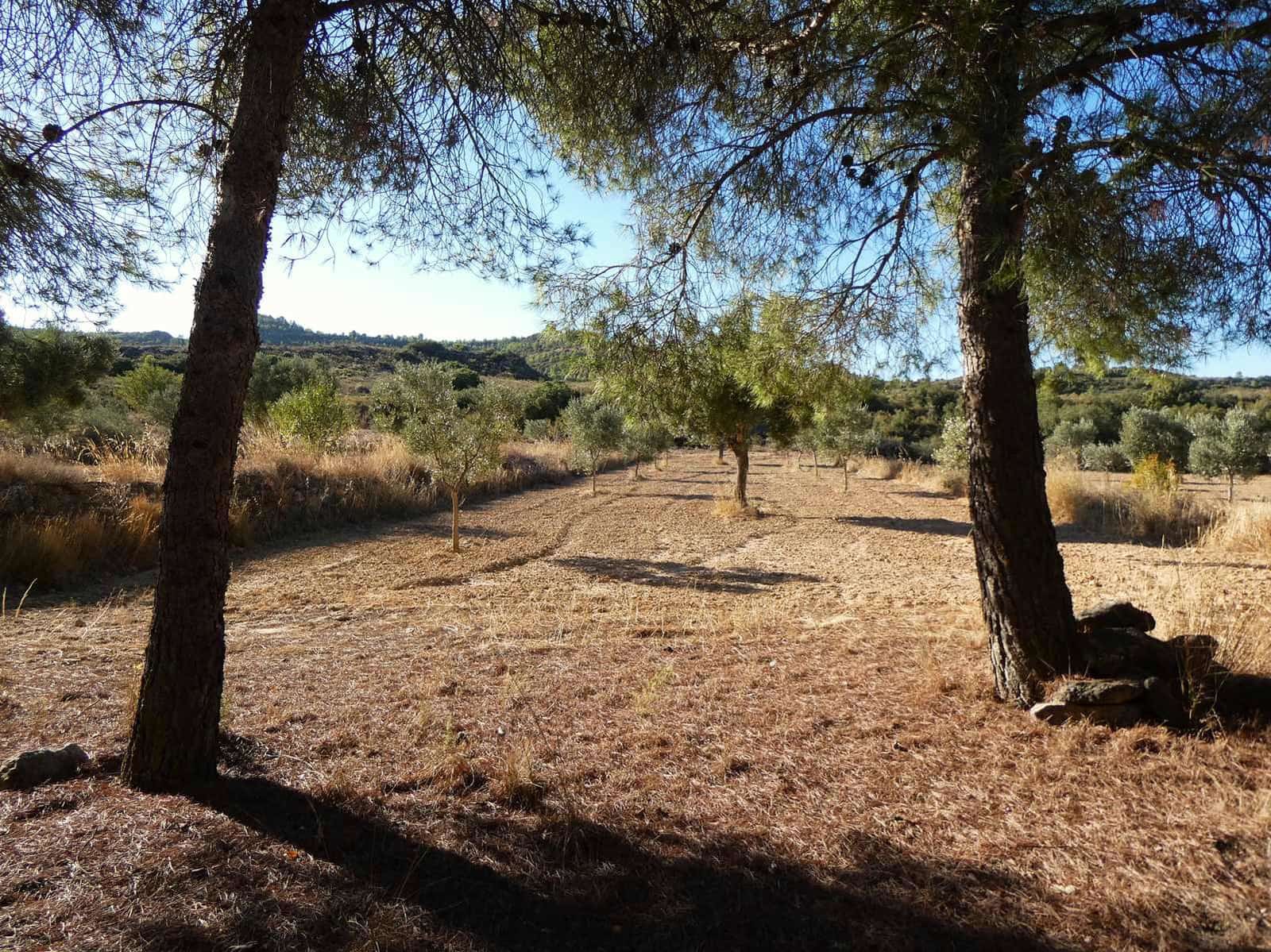 Finca/Casa Rural en Maella en venta - 16.500 € (Ref: 10091456)