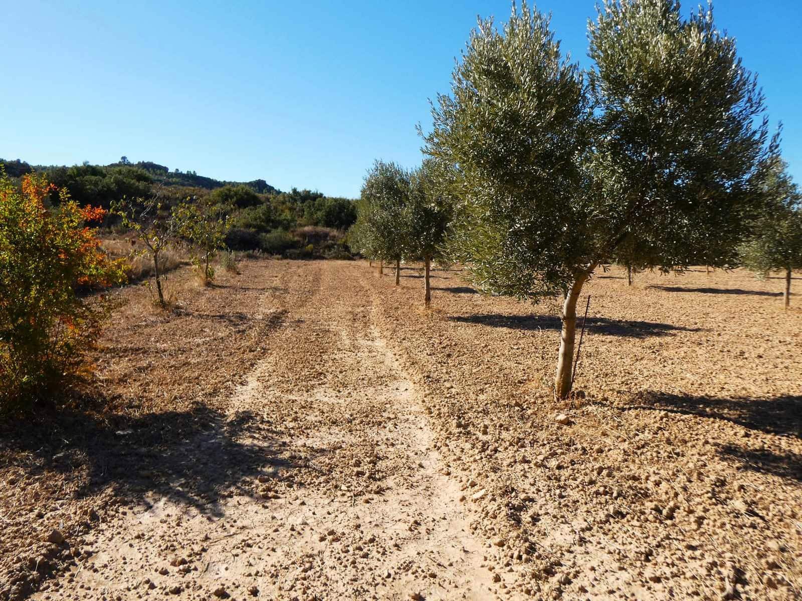 Finca/Casa Rural en Maella en venta - 16.500 € (Ref: 10091456)