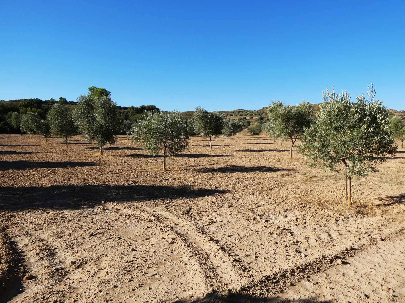 Finca/Casa Rural en Maella en venta - 16.500 € (Ref: 10091456)
