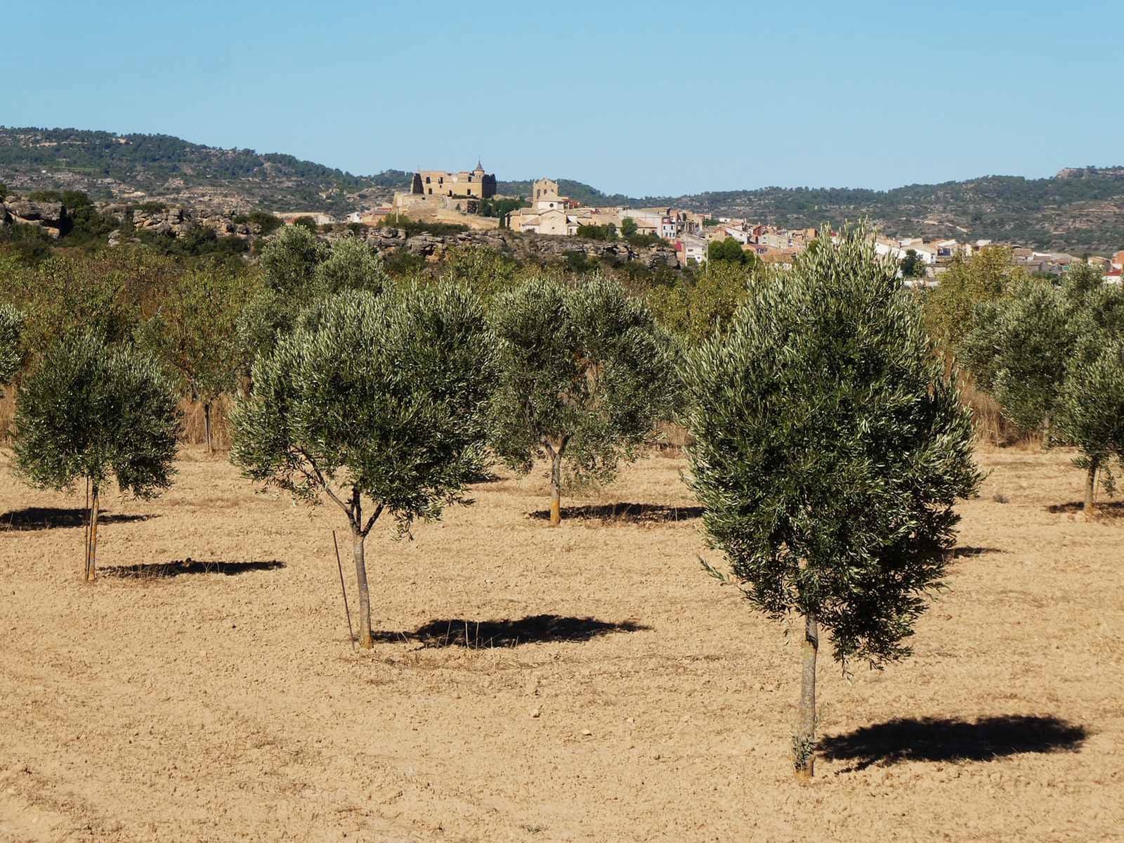 Finca/Casa Rural en Maella en venta - 16.500 € (Ref: 10091456)