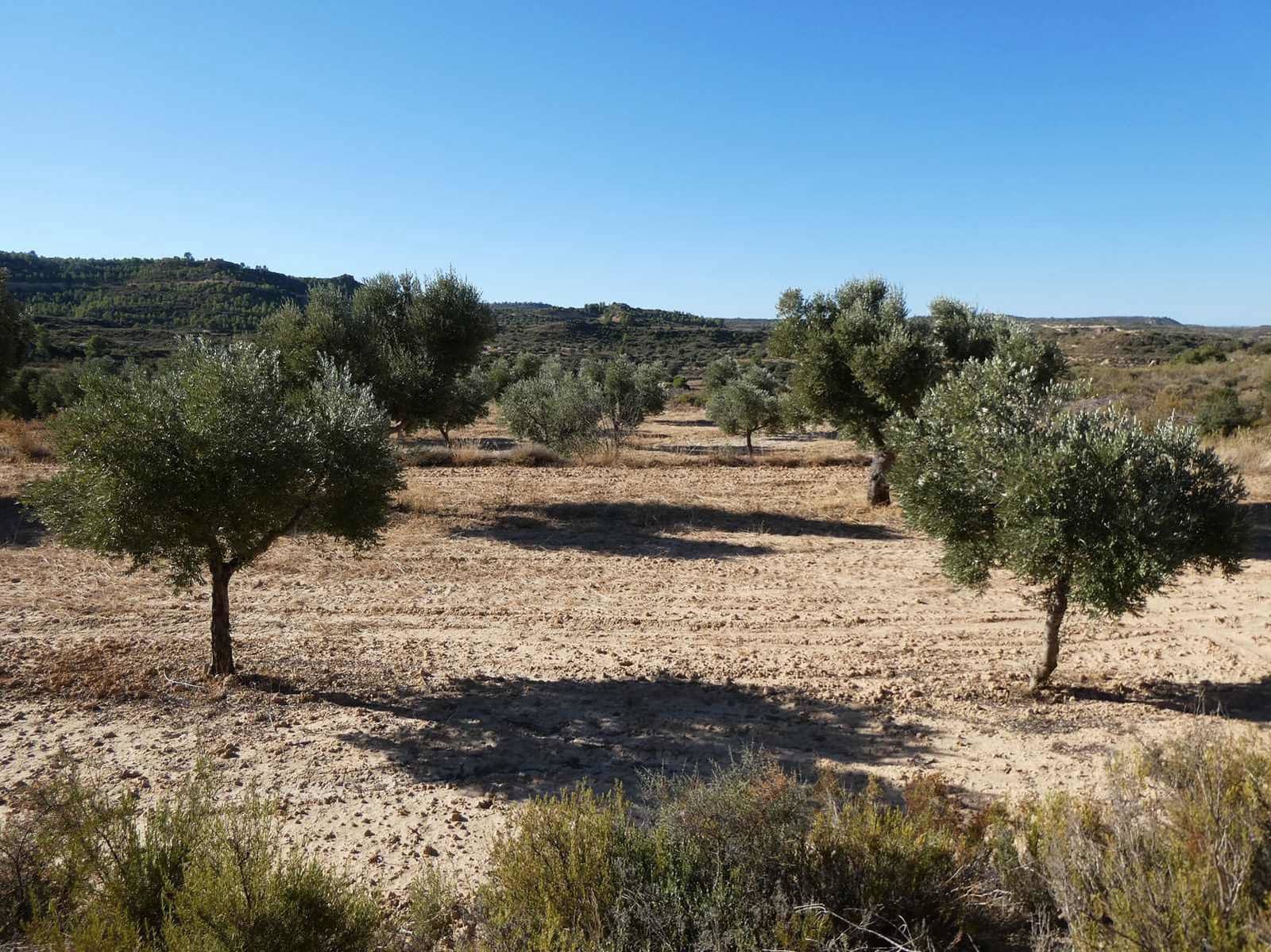 Finca/Casa Rural en Maella en venta - 16.500 € (Ref: 10091456)