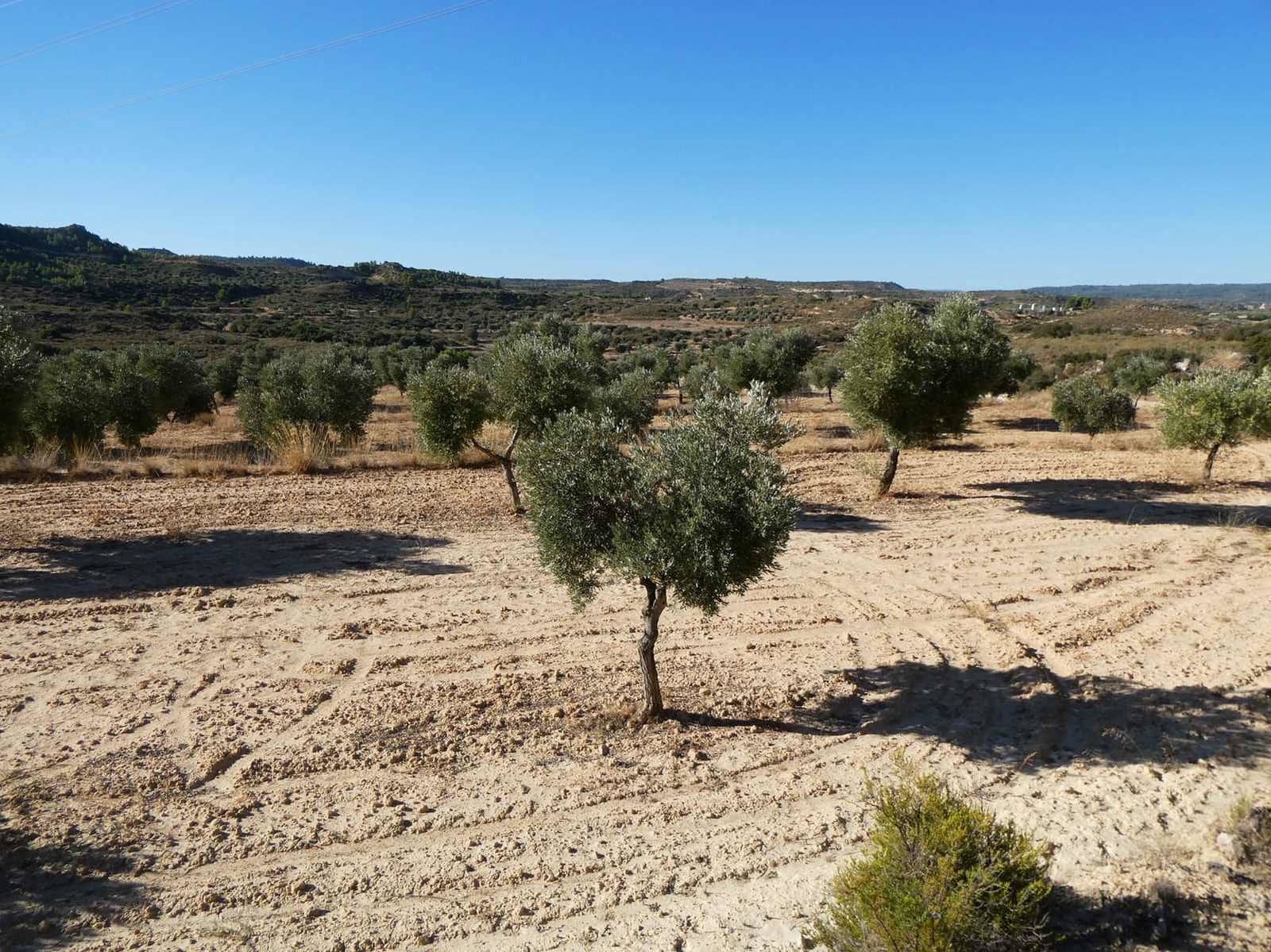 Finca/Casa Rural en Maella en venta - 16.500 € (Ref: 10091456)