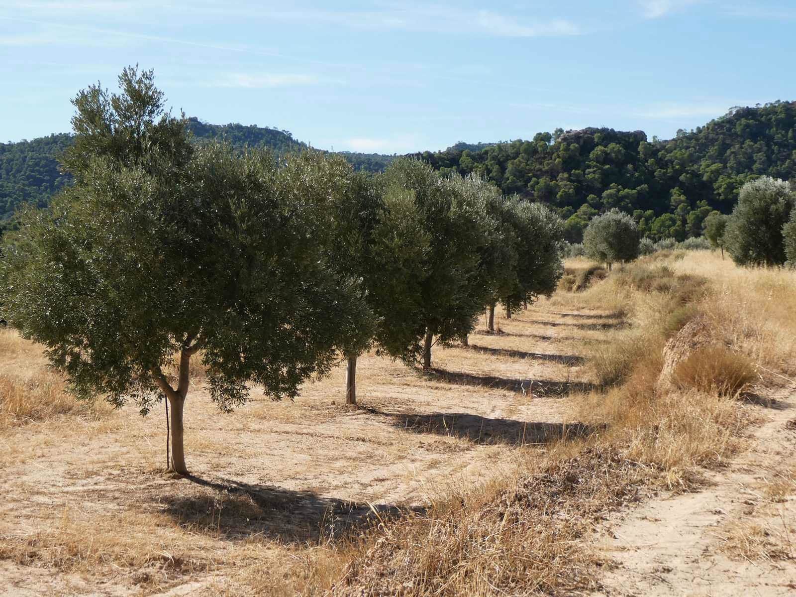 Finca/Casa di Campagna in vendita in Maella - 27.000 € (Rif: 10150139)
