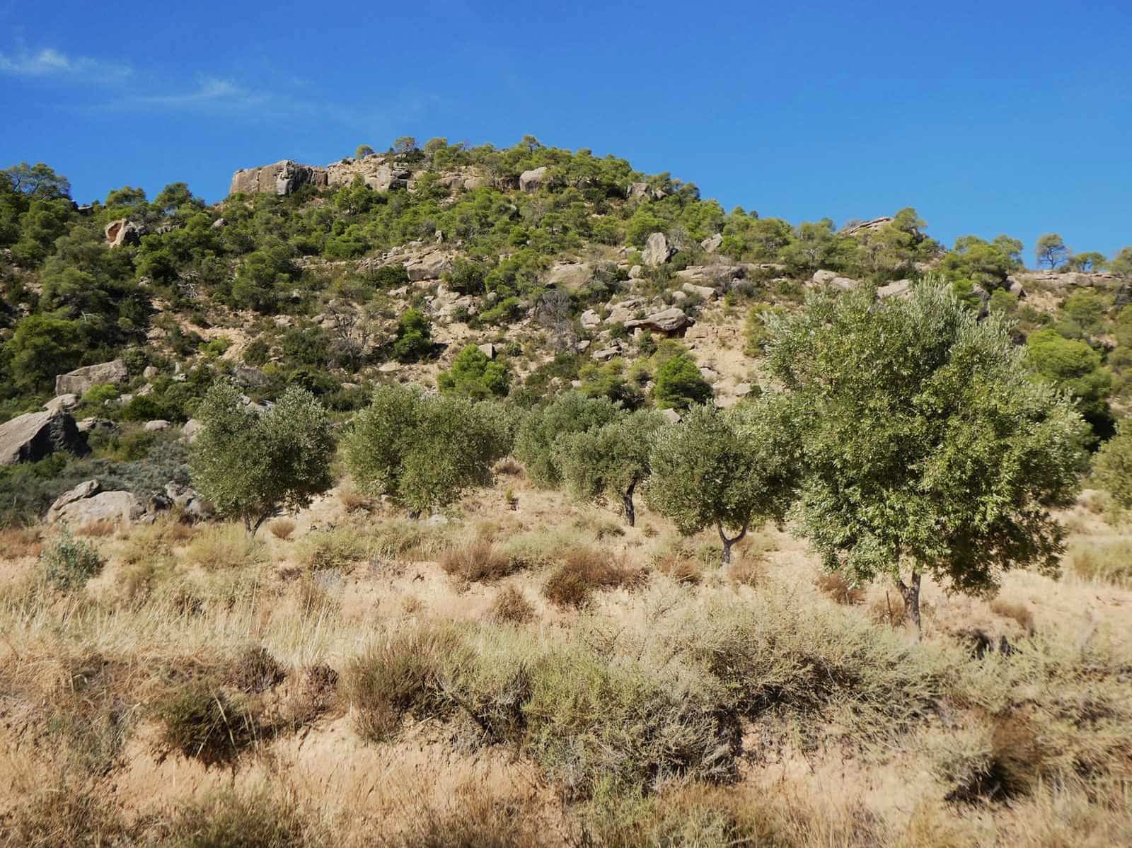 Finca/Casa di Campagna in vendita in Maella - 27.000 € (Rif: 10150139)