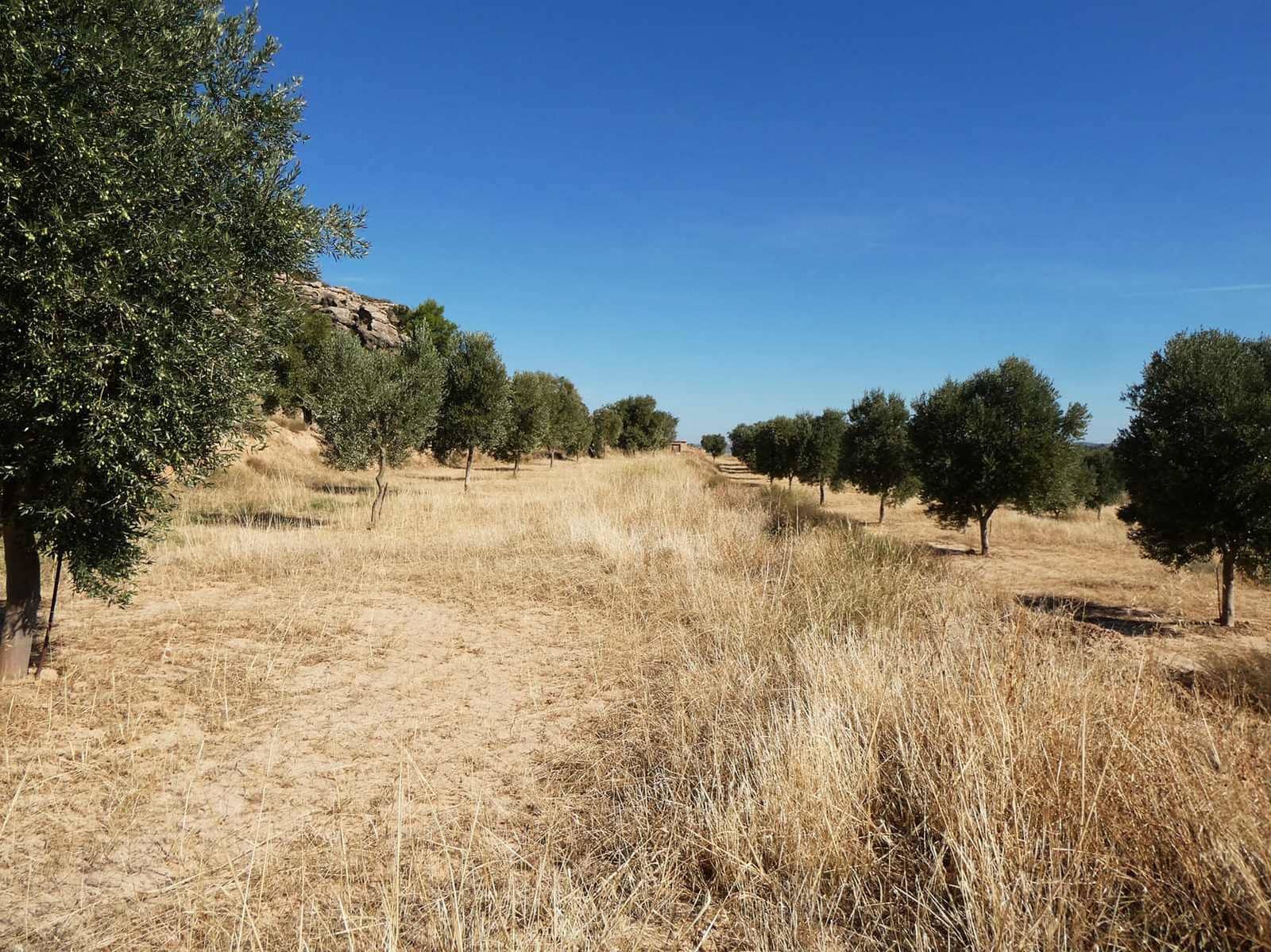 Finca/Casa di Campagna in vendita in Maella - 27.000 € (Rif: 10150139)
