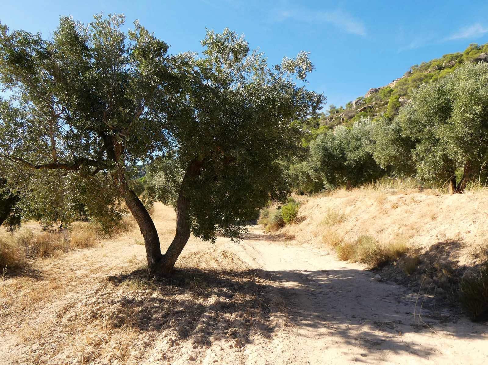 Finca/Casa di Campagna in vendita in Maella - 27.000 € (Rif: 10150139)