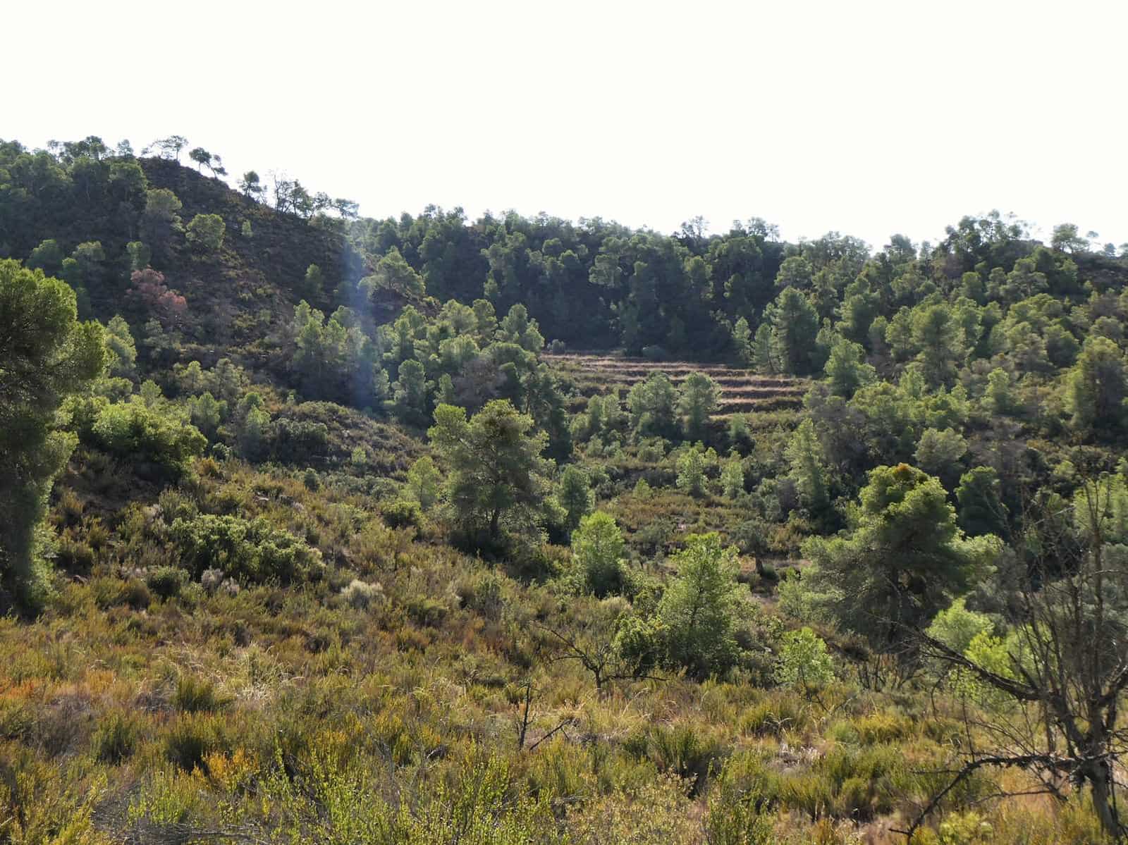 Finca/Landehus til salg i Maella - € 36.000 (Ref: 10150173)