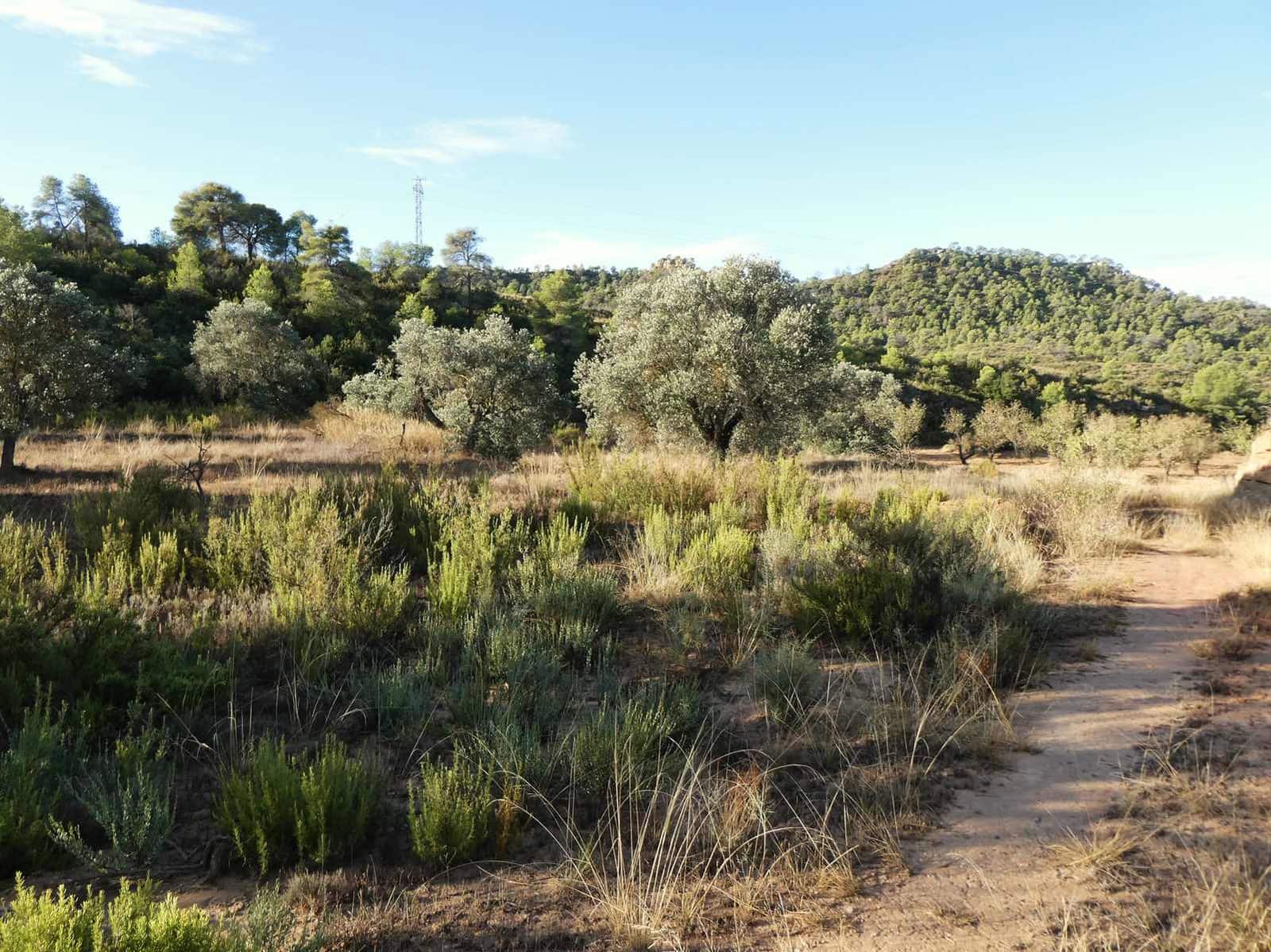Finca/Landehus til salg i Maella - € 36.000 (Ref: 10150173)
