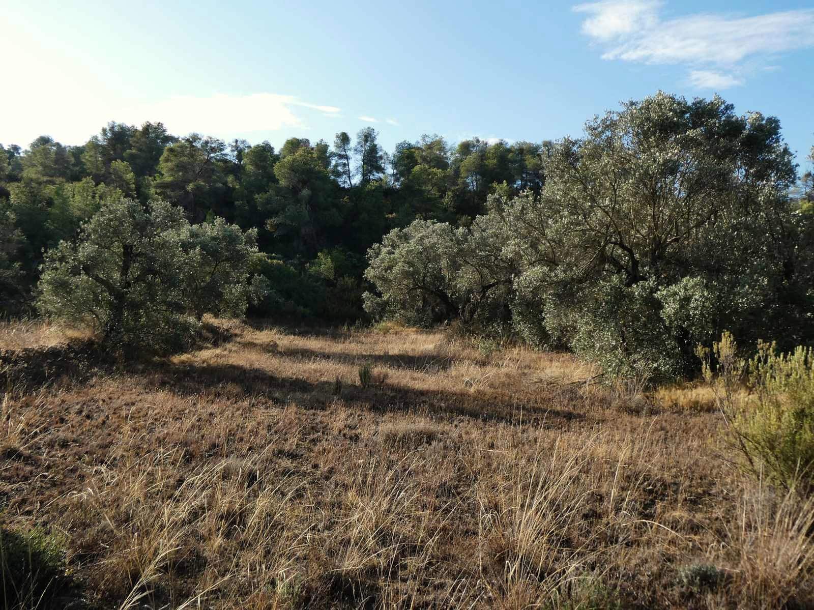 Finca/Landehus til salg i Maella - € 36.000 (Ref: 10150173)