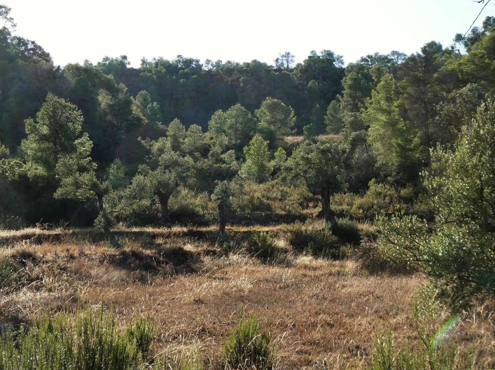 Finca/Landehus til salg i Maella - € 36.000 (Ref: 10150173)