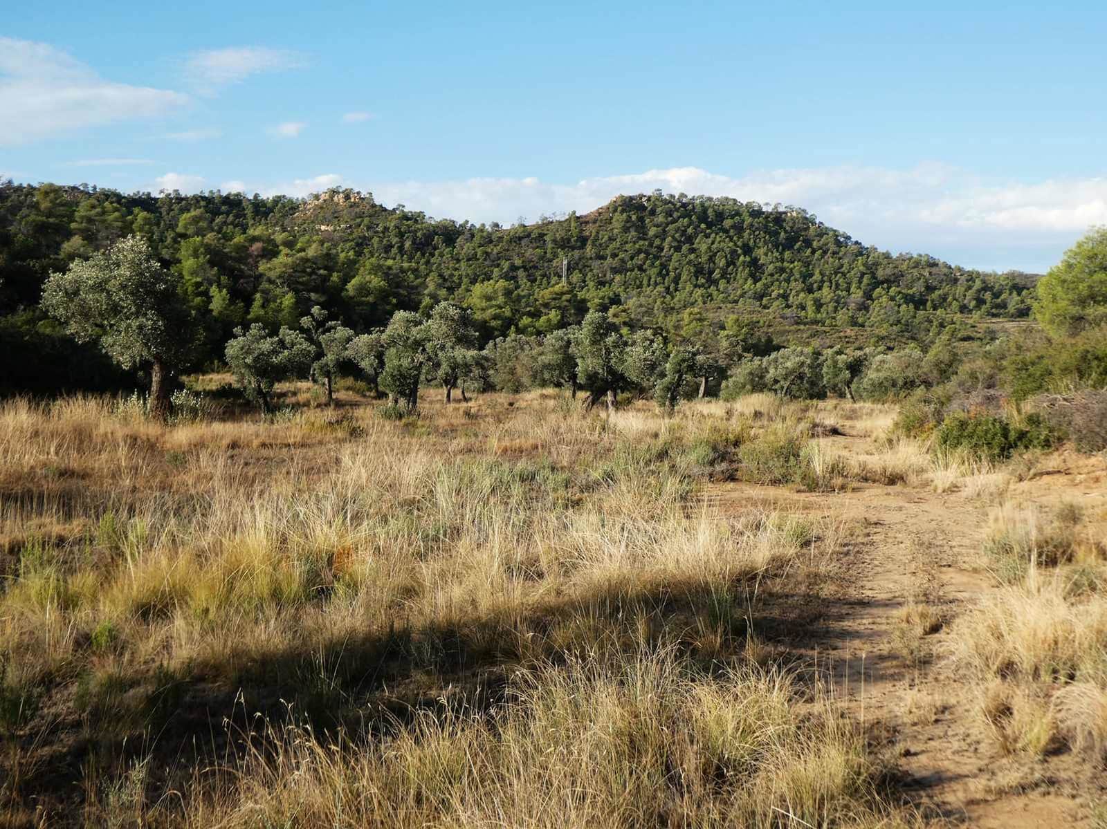 Finca/Landehus til salg i Maella - € 36.000 (Ref: 10150173)