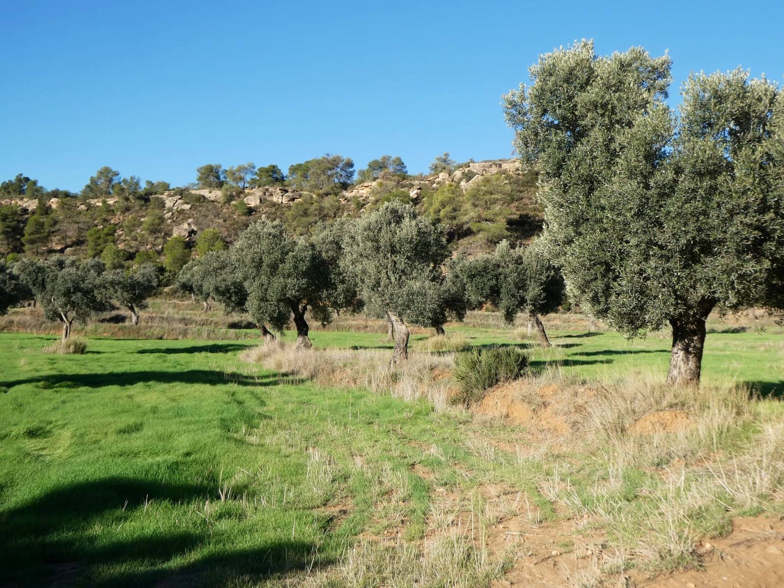 Finca/Landhuis te koop in Fabara - € 16.500 (Ref: 10174259)