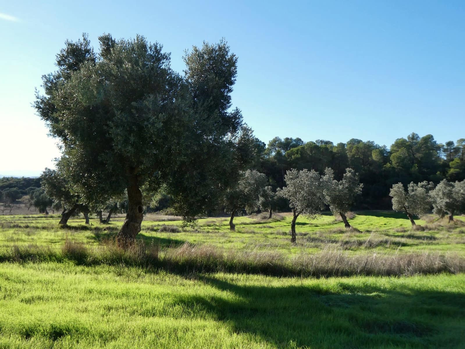 Finca/Landhuis te koop in Fabara - € 16.500 (Ref: 10174259)