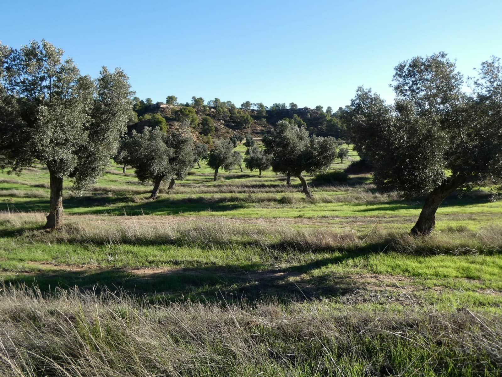 Finca/Landhuis te koop in Fabara - € 16.500 (Ref: 10174259)