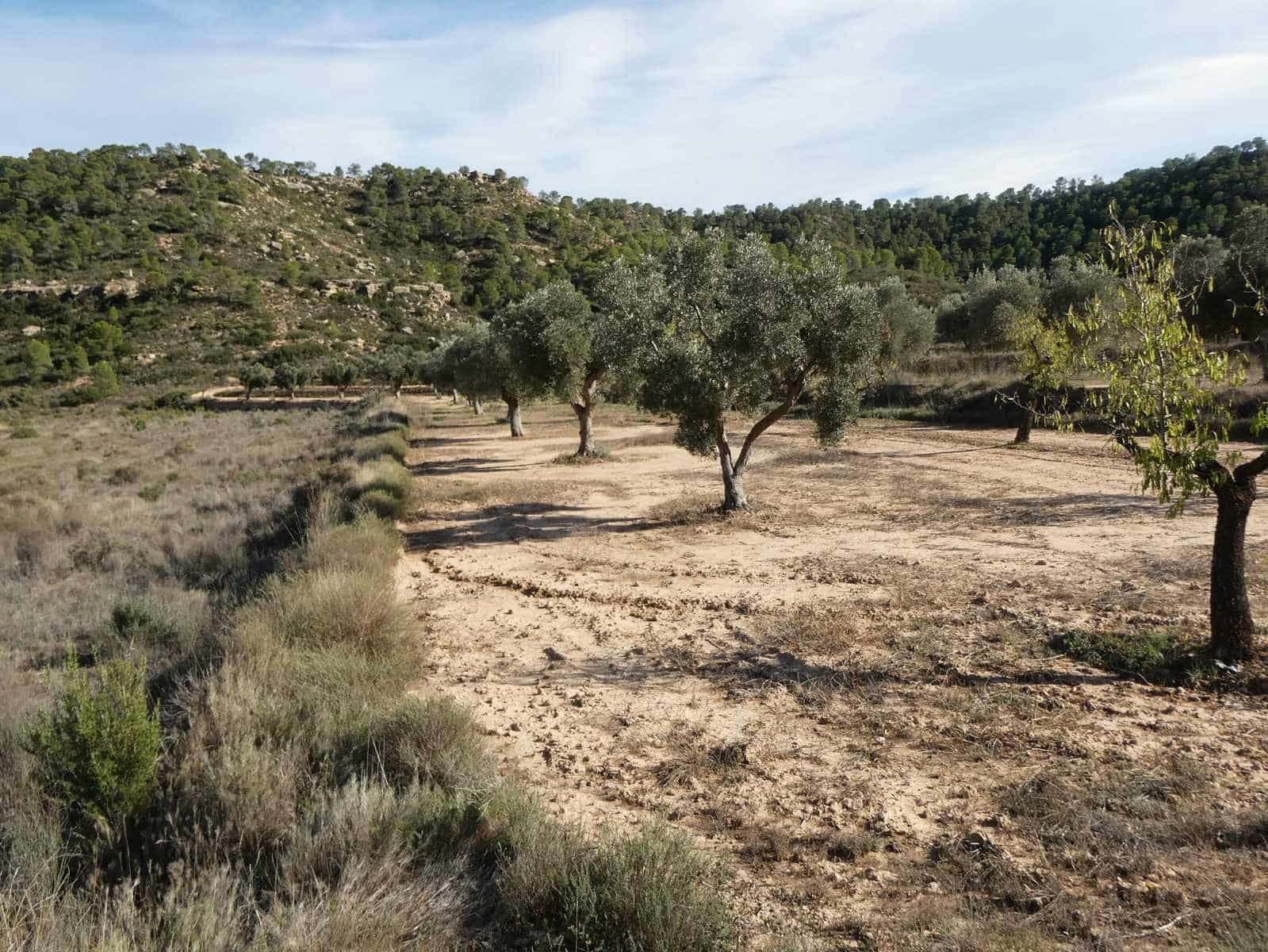 Finca/Maison de Campagne à vendre à Maella - 29 000 € (Ref: 10177478)