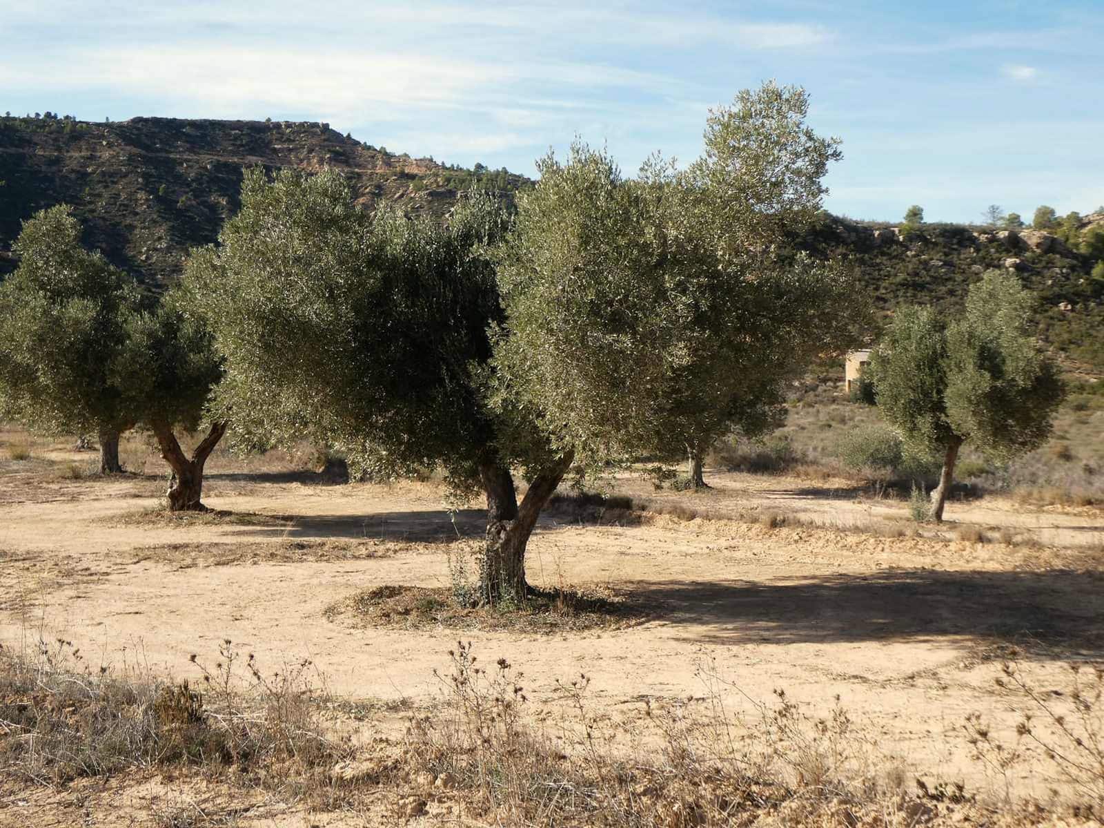Finca/Maison de Campagne à vendre à Maella - 29 000 € (Ref: 10177478)