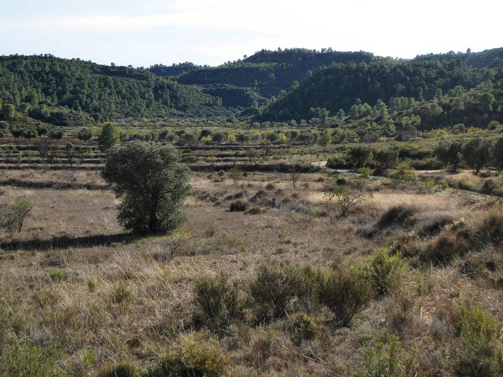 Finca/Maison de Campagne à vendre à Maella - 29 000 € (Ref: 10177478)