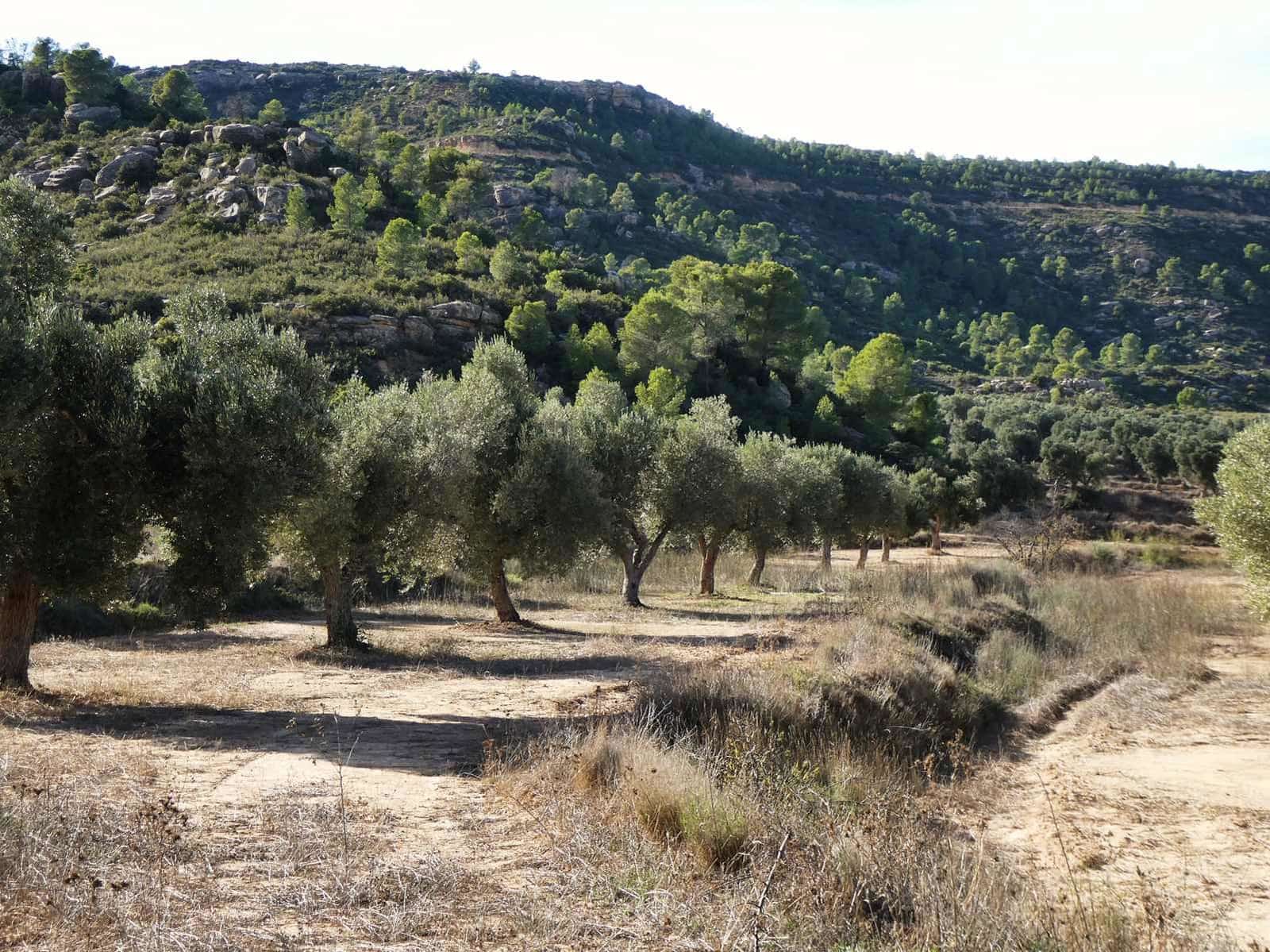 Finca/Maison de Campagne à vendre à Maella - 29 000 € (Ref: 10177478)