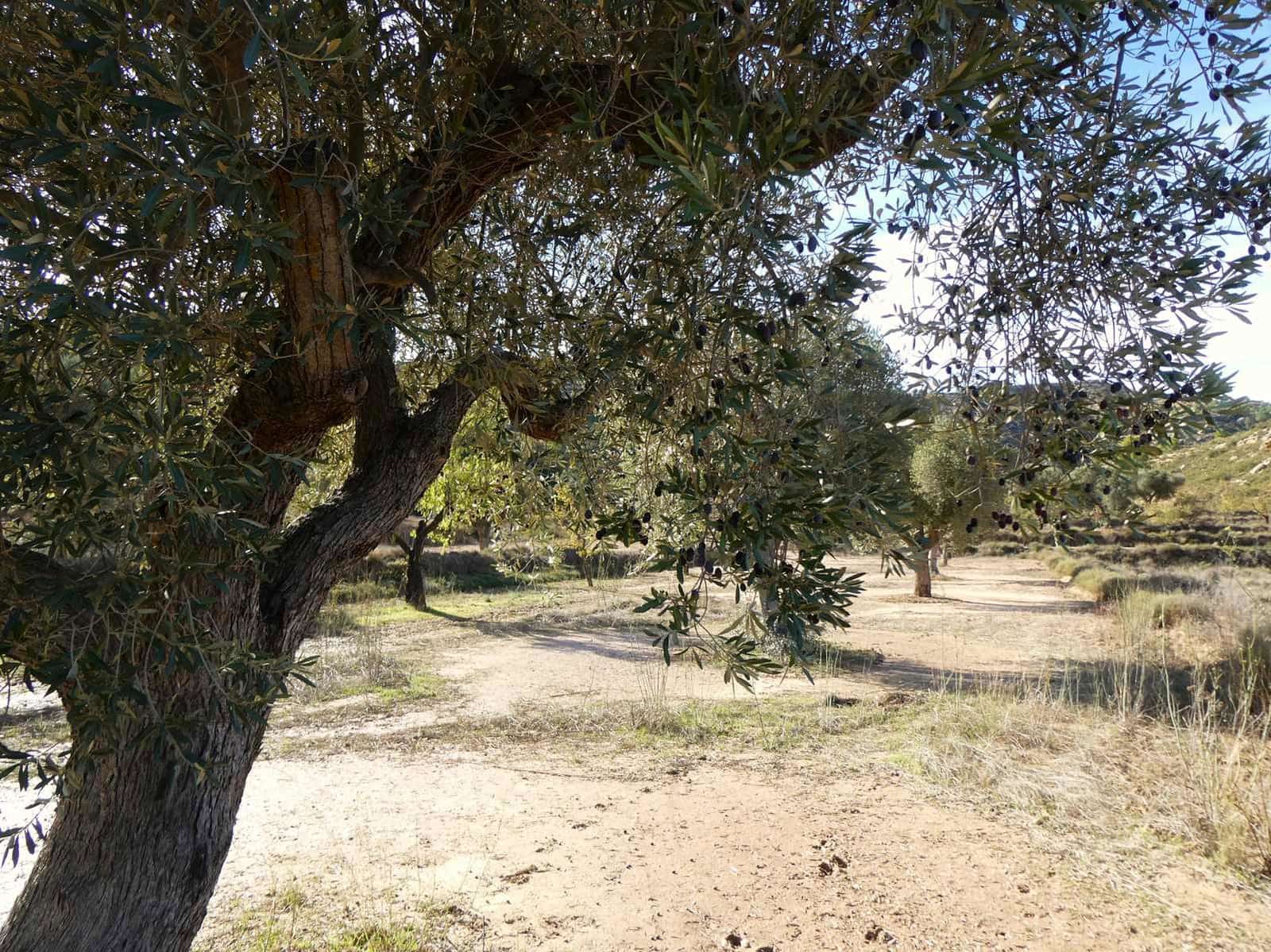 Finca/Maison de Campagne à vendre à Maella - 29 000 € (Ref: 10177478)