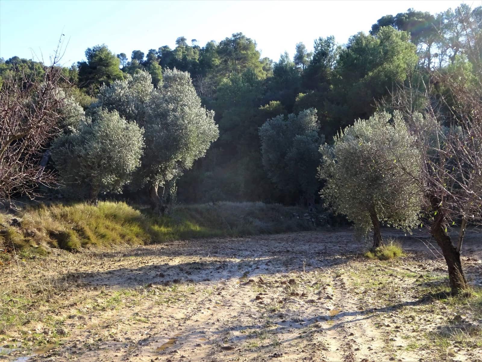 Finca/Casa Rural en Maella en venta - 21.000 € (Ref: 7406913)