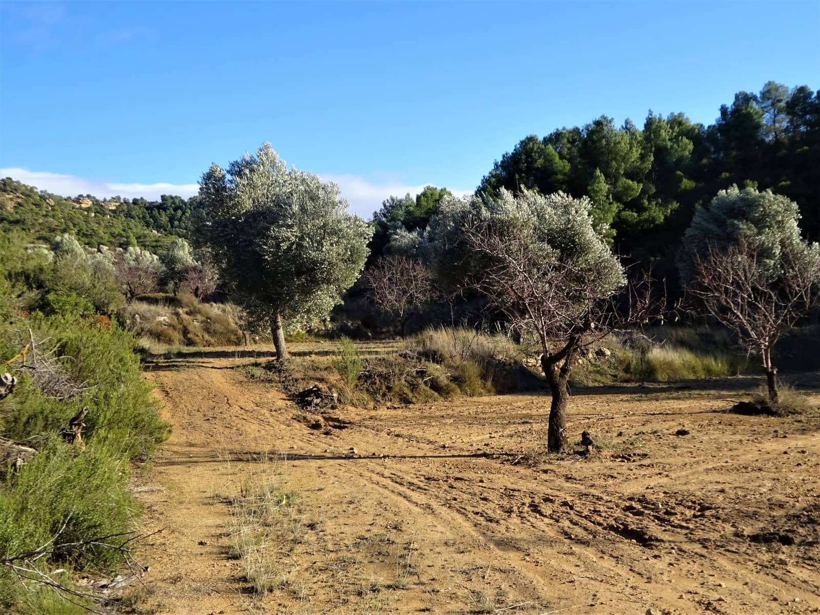 Finca/Casa Rural en Maella en venta - 21.000 € (Ref: 7406913)