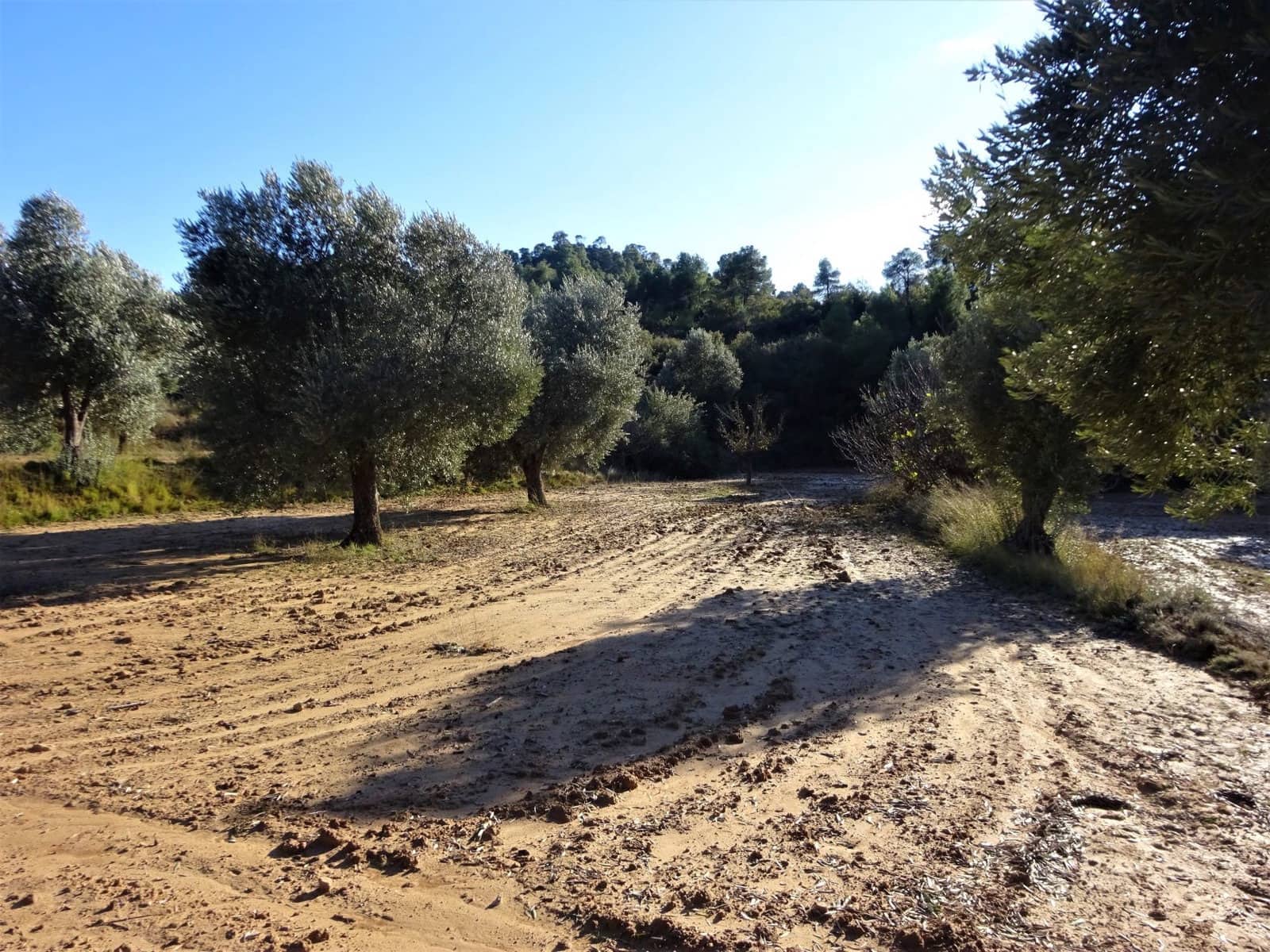 Finca/Casa Rural en Maella en venta - 21.000 € (Ref: 7406913)
