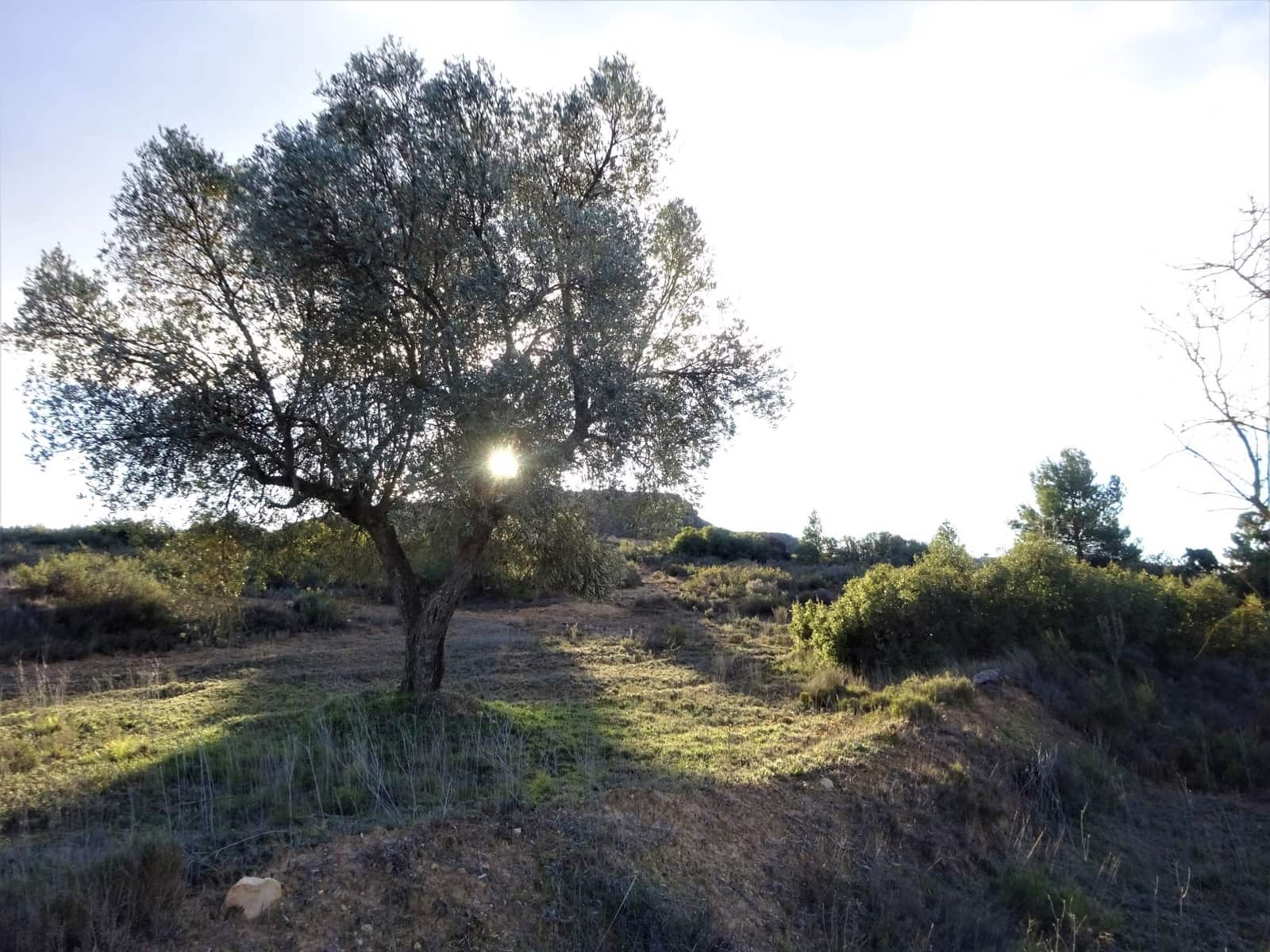 Leilighet til salgs i Maella - € 13 500 (Ref: 7406934)