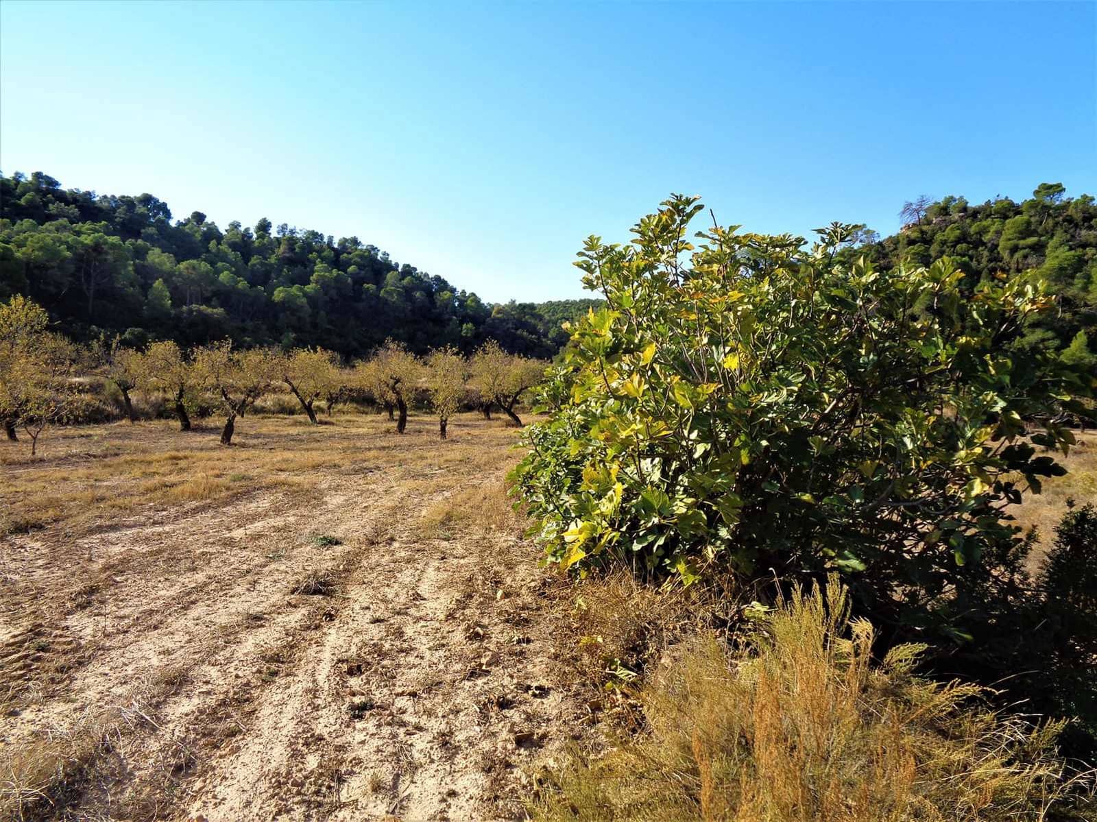 Finca/Casa di Campagna in vendita in Maella - 19.000 € (Rif: 7406955)