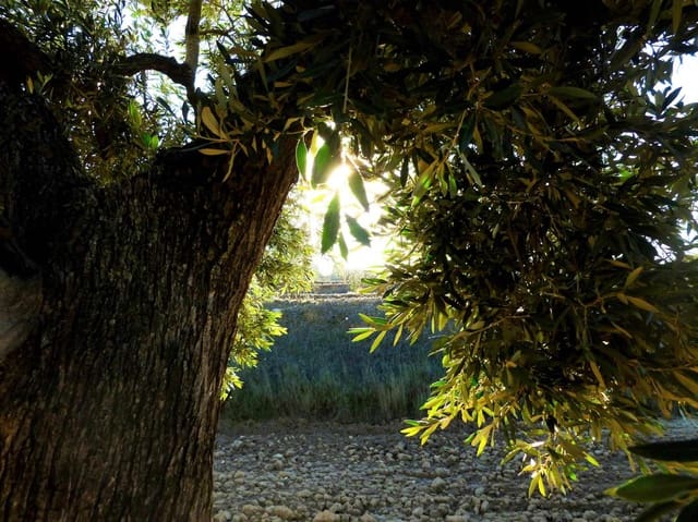 Finca/Landehus til salg i Fabara - € 15.000 (Ref: 7406957)