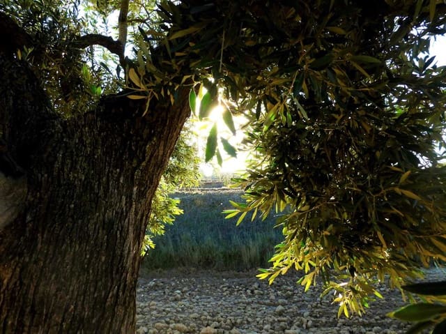 Finca/Casa Rural en Fabara en venta - 15.000 € (Ref: 7406957)