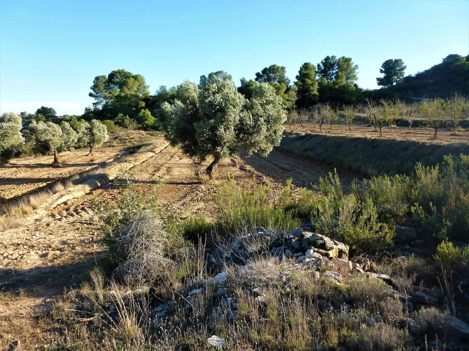 Finca/Casa Rural en Fabara en venta - 15.000 € (Ref: 7406957)