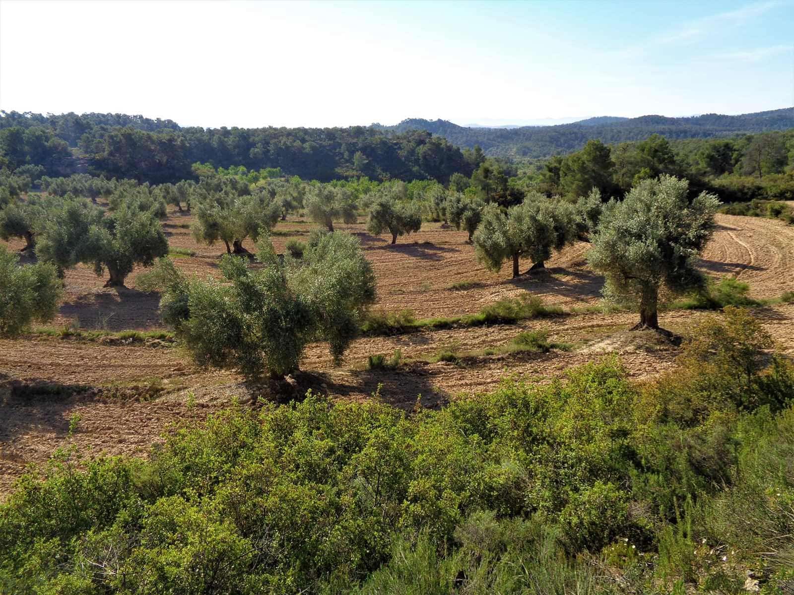 Finca/Landehus til salg i Maella - € 24.000 (Ref: 7406961)