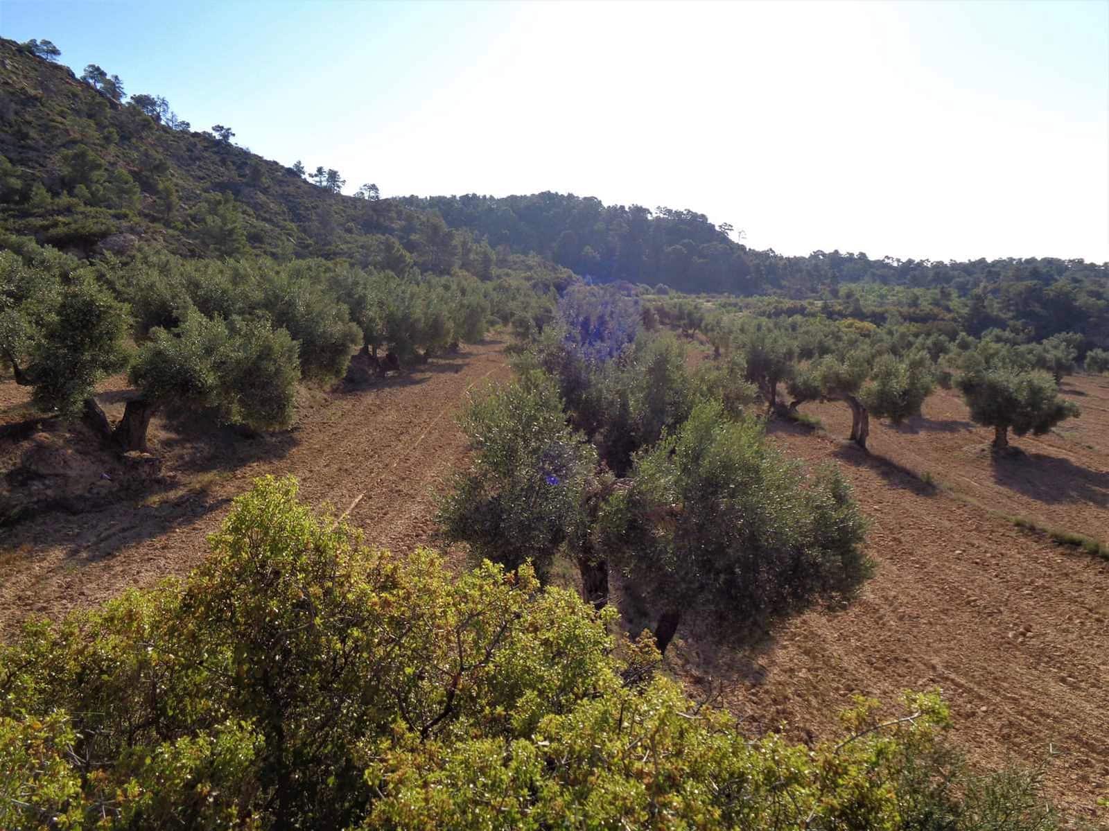 Finca/Casa Rural en Maella en venta - 24.000 € (Ref: 7406961)