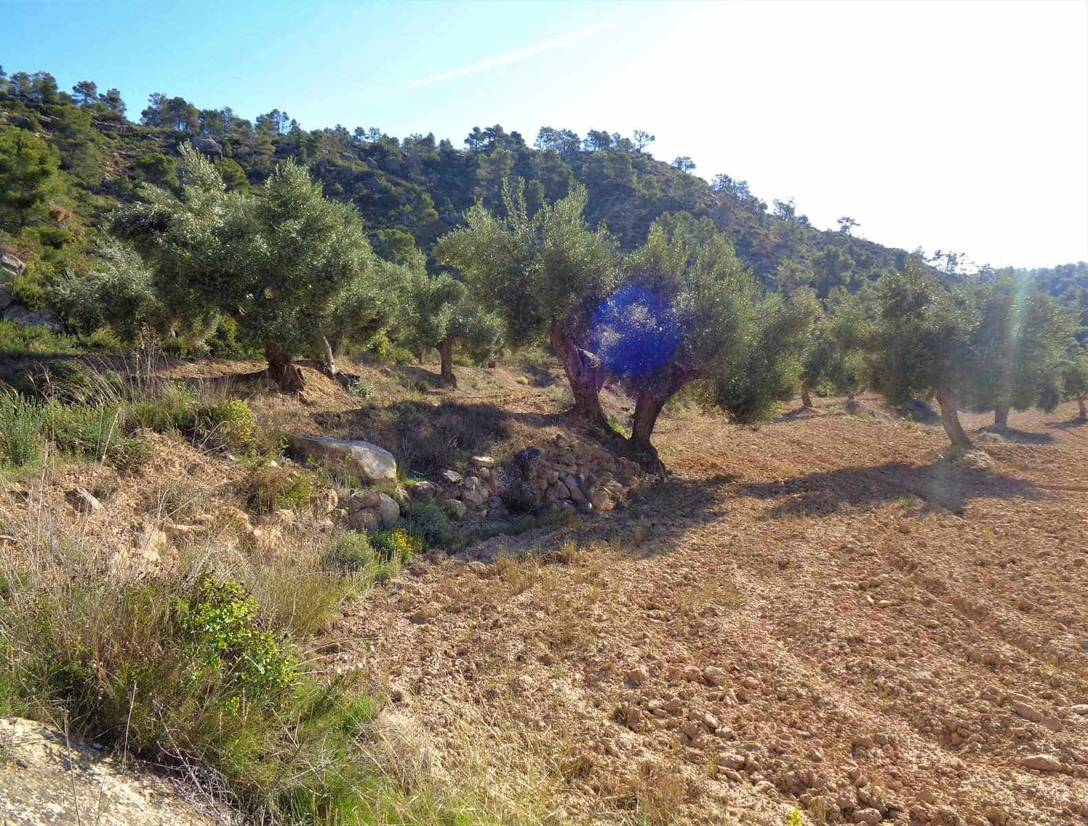 Finca/Casa Rural en Maella en venta - 24.000 € (Ref: 7406961)
