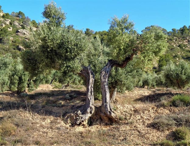 Finca/Casa Rural en Maella en venta - 24.000 € (Ref: 7406961)