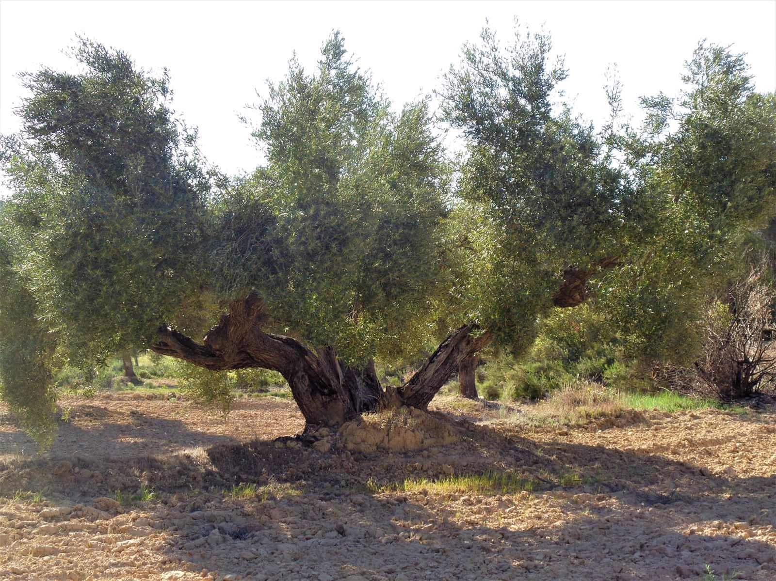 Finca/Casa Rural en Maella en venta - 24.000 € (Ref: 7406961)