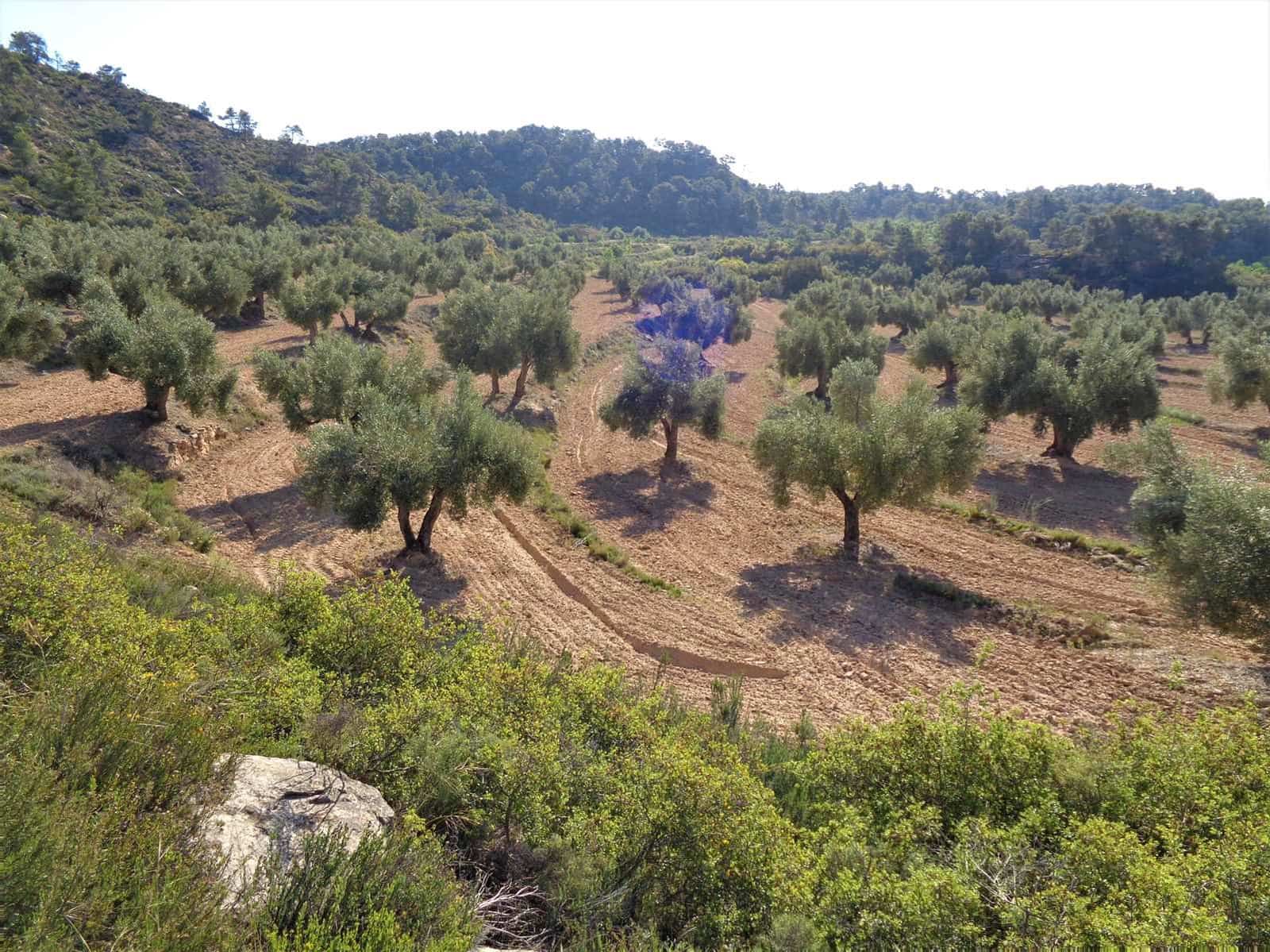Finca/Casa Rural en Maella en venta - 24.000 € (Ref: 7406961)