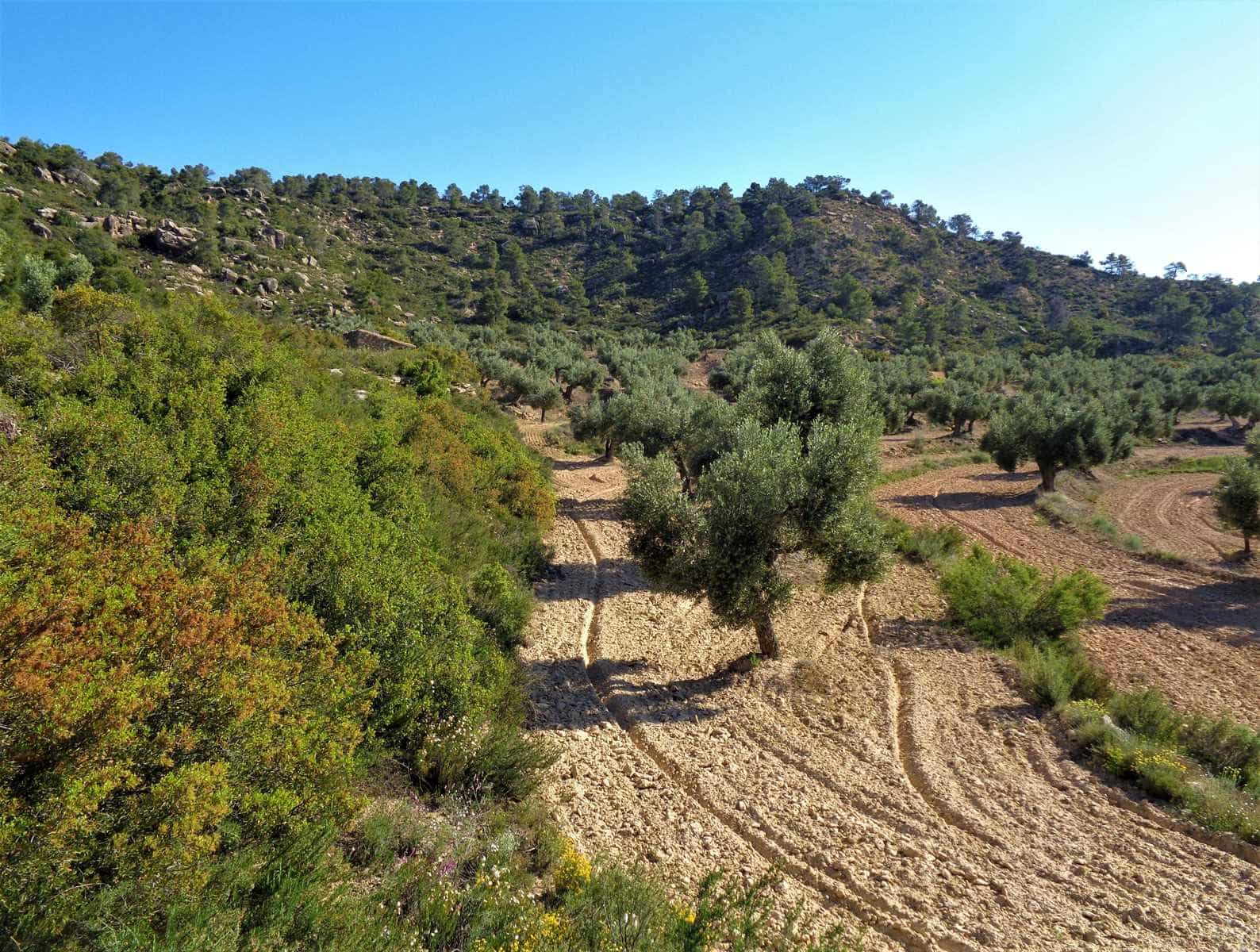 Finca/Casa Rural en Maella en venta - 24.000 € (Ref: 7406961)