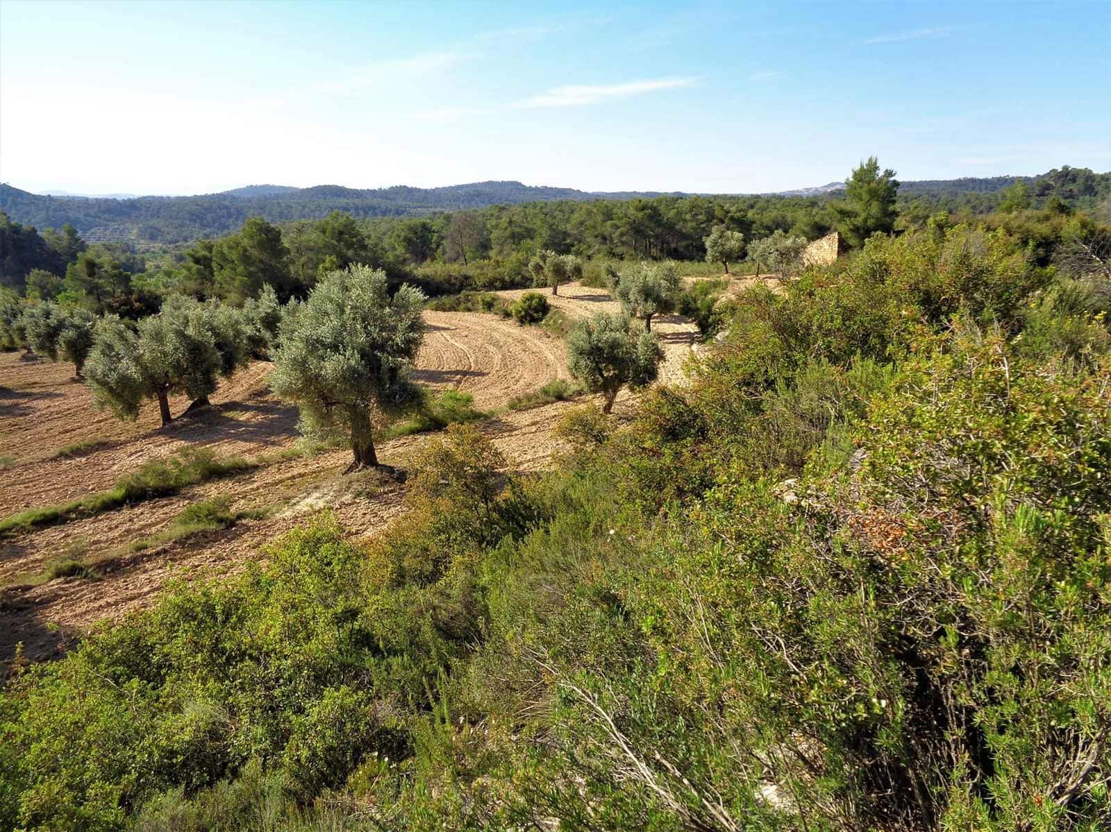 Finca/Casa Rural en Maella en venta - 24.000 € (Ref: 7406961)
