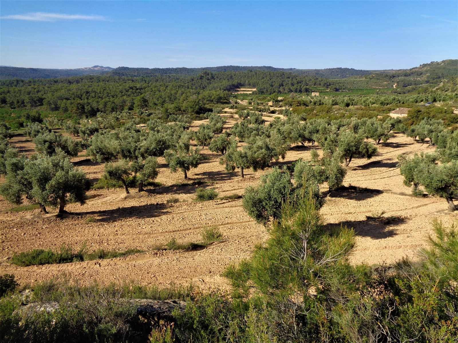 Finca/Casa Rural en Maella en venta - 24.000 € (Ref: 7406961)