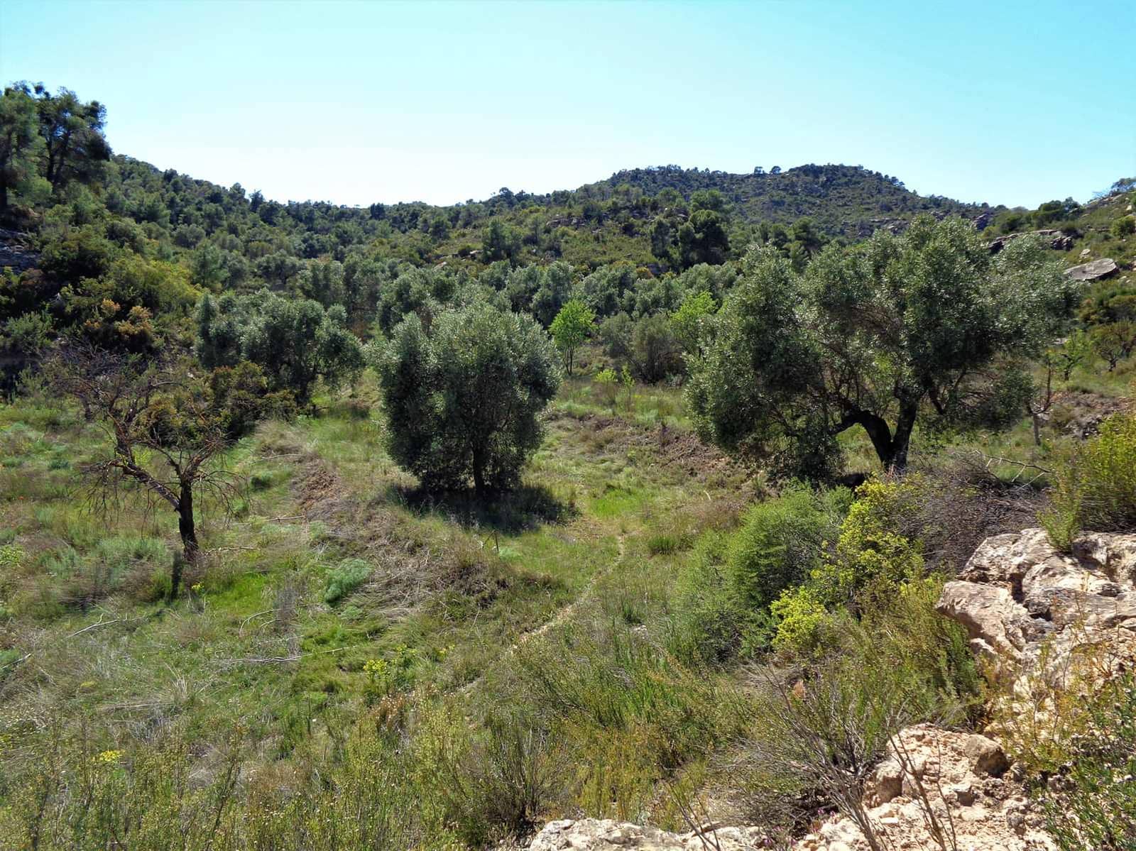 Finca/Casa Rural en Maella en venta - 17.500 € (Ref: 7406962)