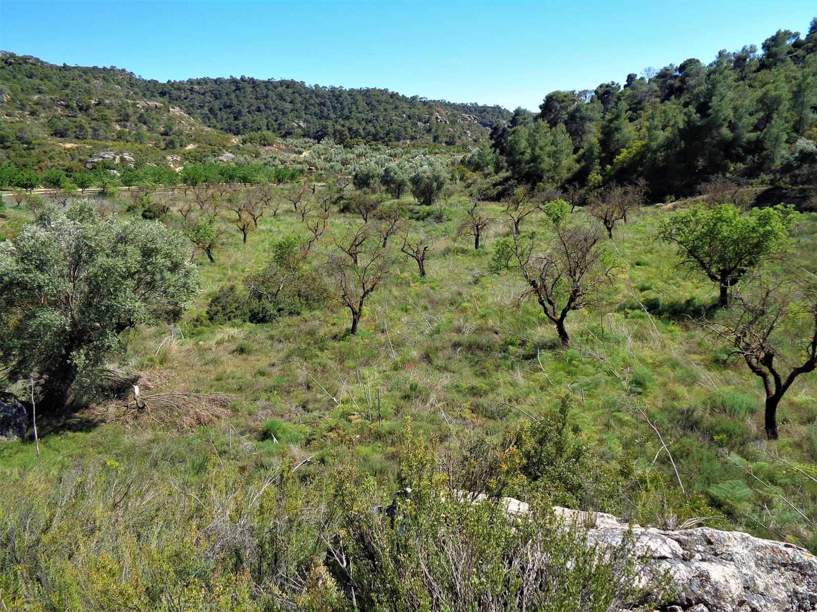 Finca/Casa Rural en Maella en venta - 17.500 € (Ref: 7406962)