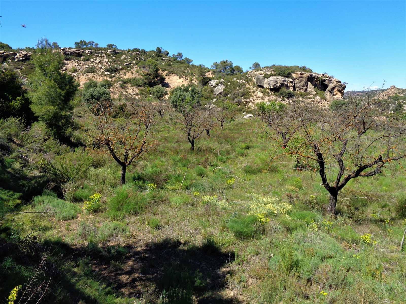 Finca/Casa Rural en Maella en venta - 17.500 € (Ref: 7406962)
