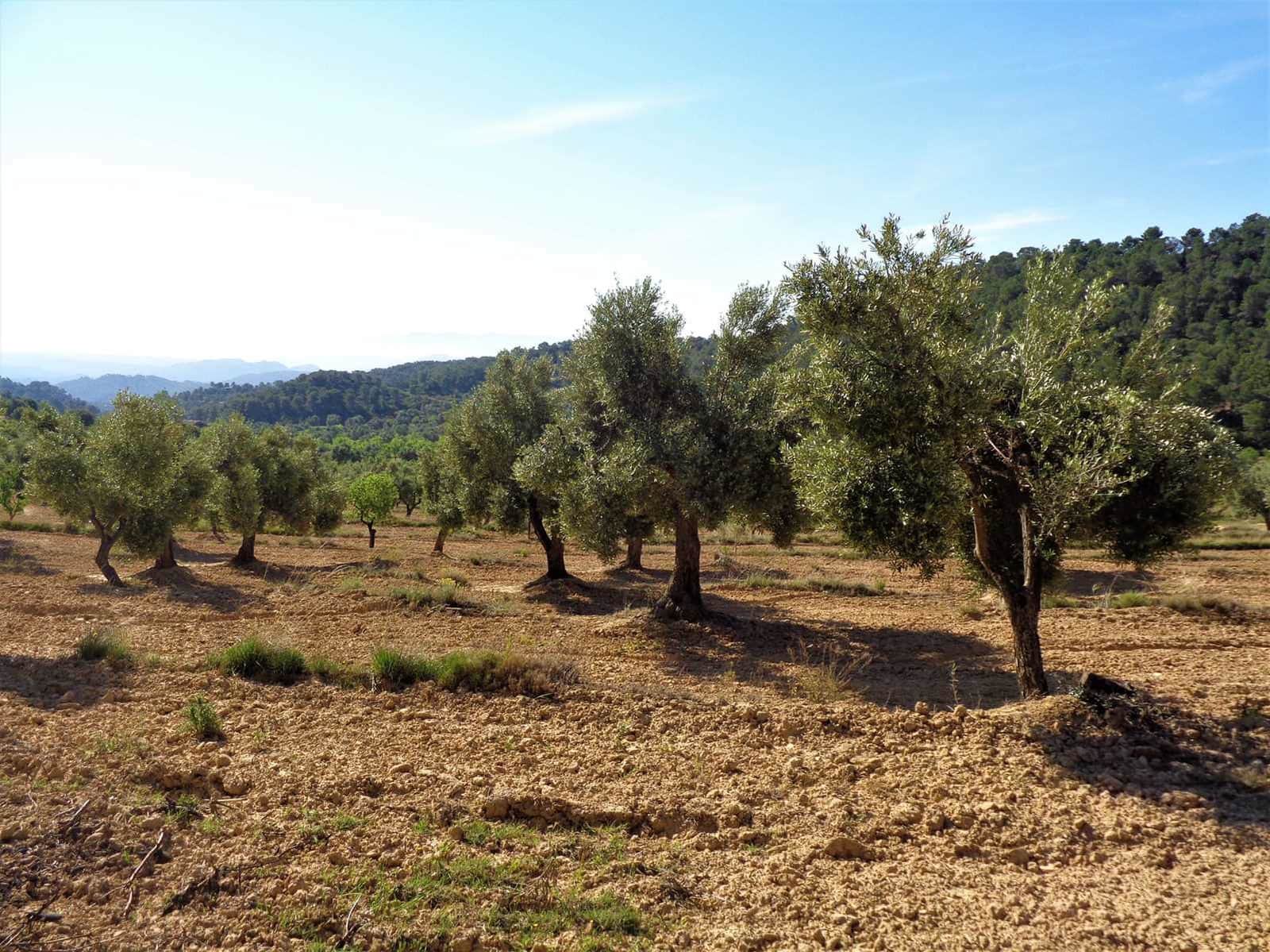 Finca/Casa Rural en Maella en venta - 21.000 € (Ref: 7406970)