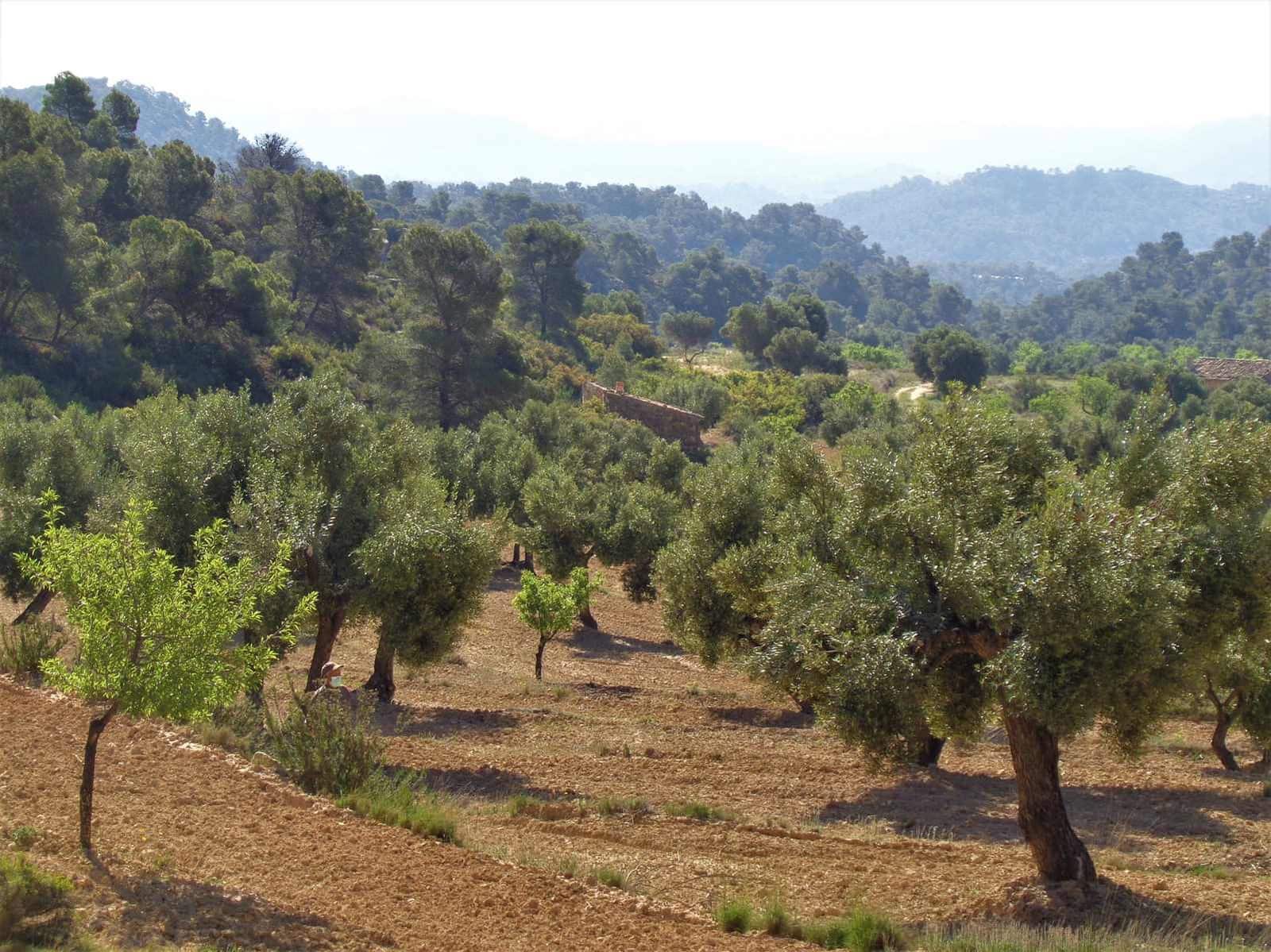 Finca/Casa Rural en Maella en venta - 21.000 € (Ref: 7406970)