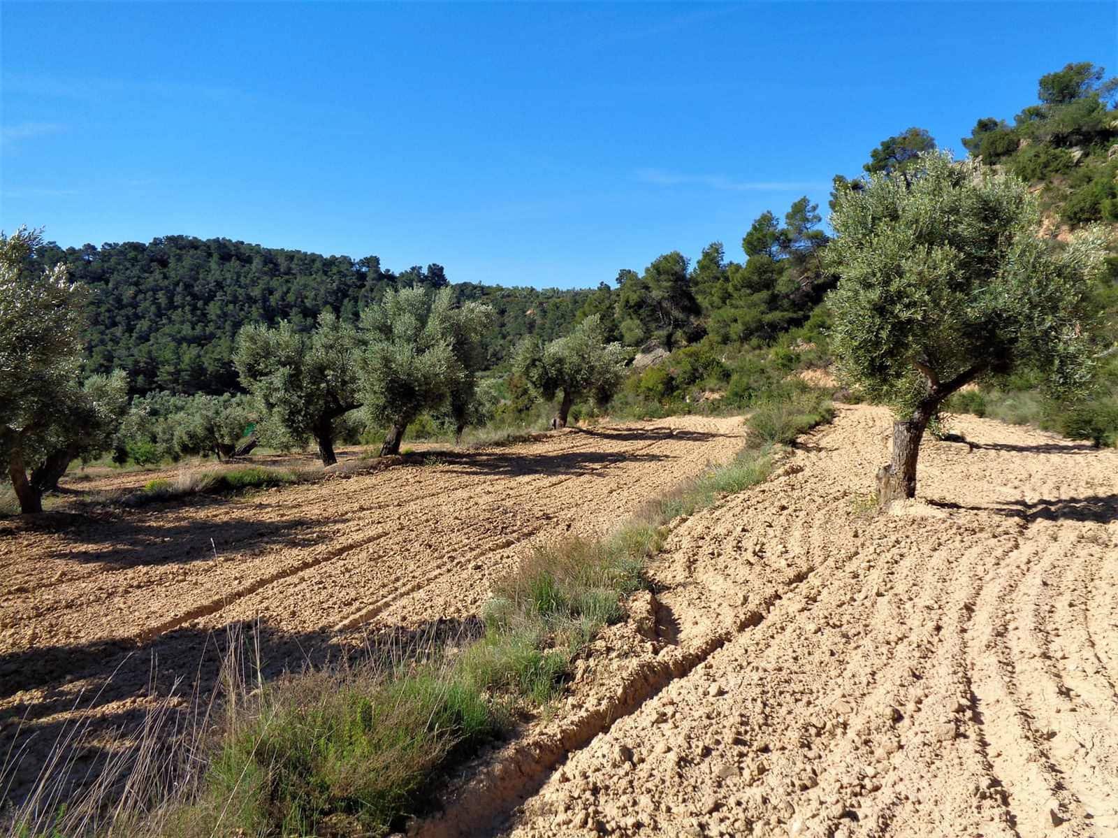 Finca/Casa Rural en Maella en venta - 21.000 € (Ref: 7406970)