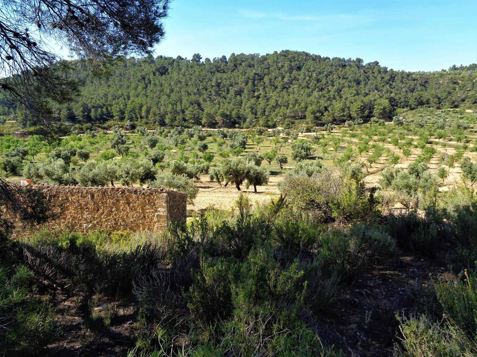 Finca/Casa Rural en Maella en venta - 21.000 € (Ref: 7406970)